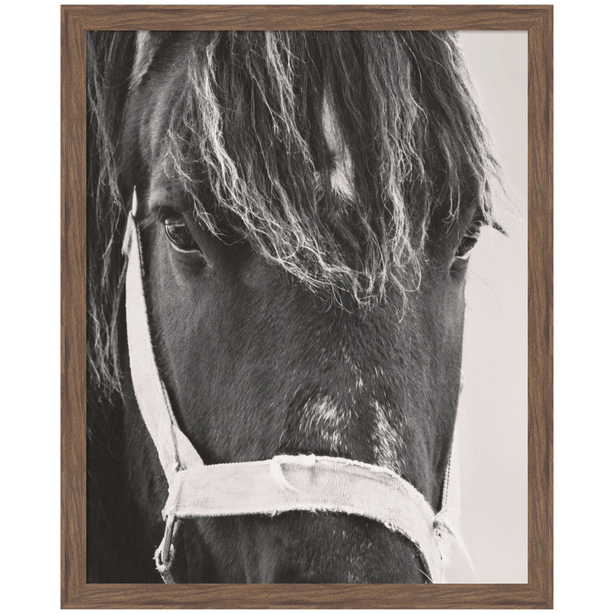 Black Horse by Emiko and Mark Franzen F2 Images Framed Wall Art Print