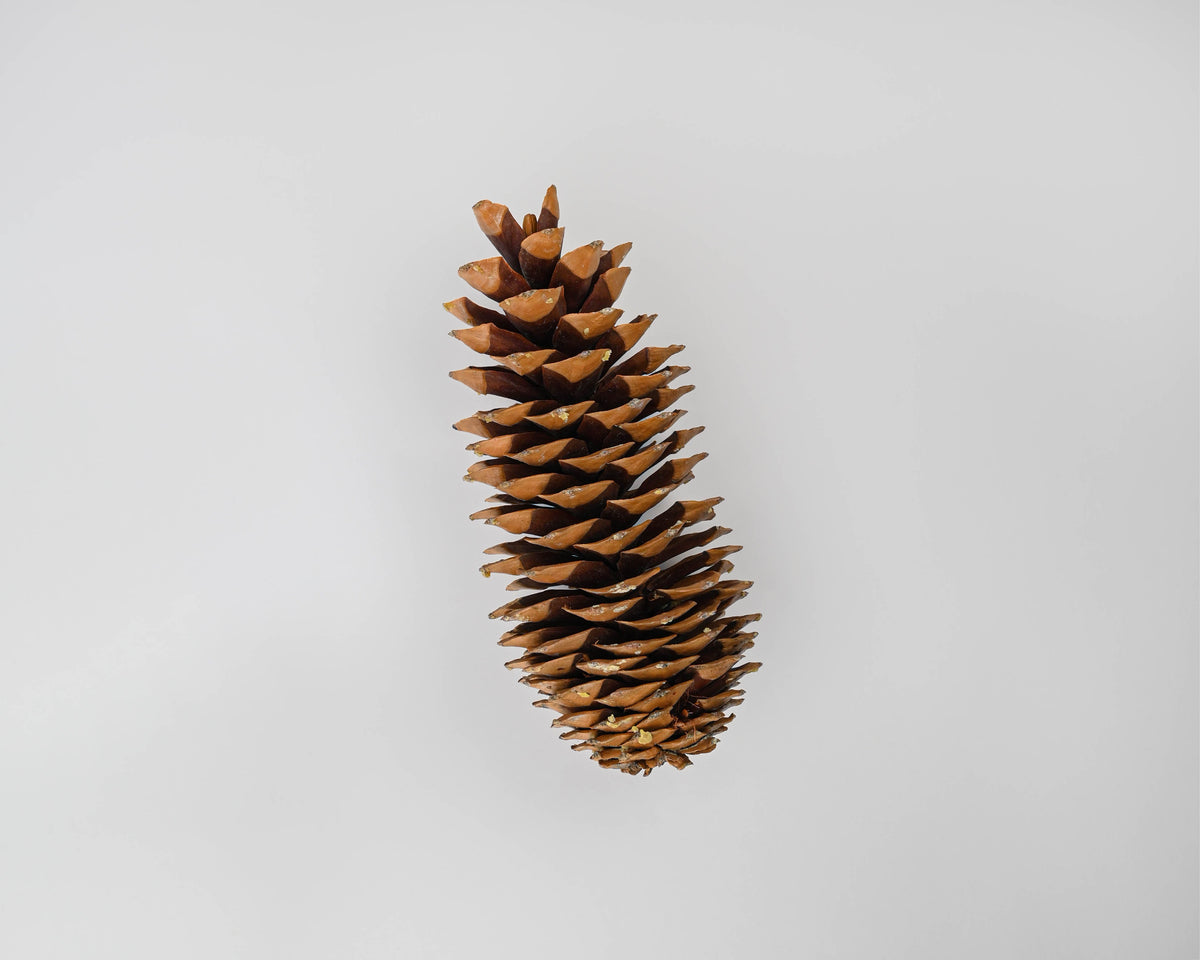 Sugar Pine Cones - Very Large Pine Cones | 30 Pine Cones | Natural Brown
