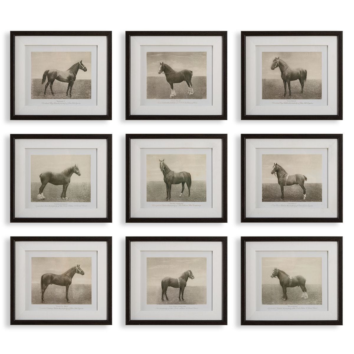 Equine Dynasty Framed Prints - Set of 9