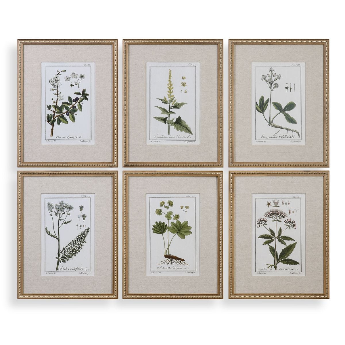 Green Floral Botanical Study Framed Prints - Set of 6