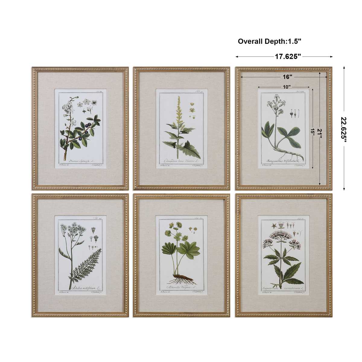 Green Floral Botanical Study Framed Prints - Set of 6