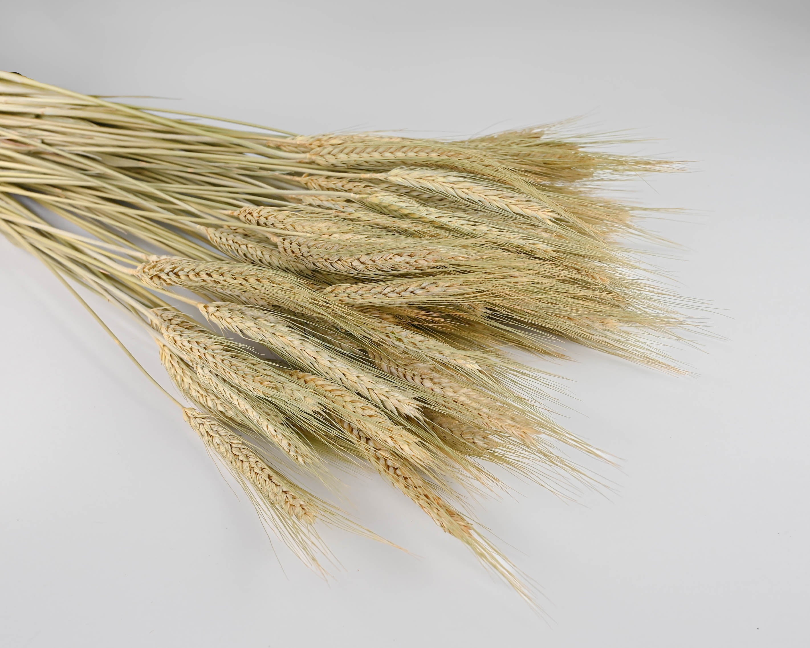 Green Bearded Wheat Bundle | 20 Bunches | Green