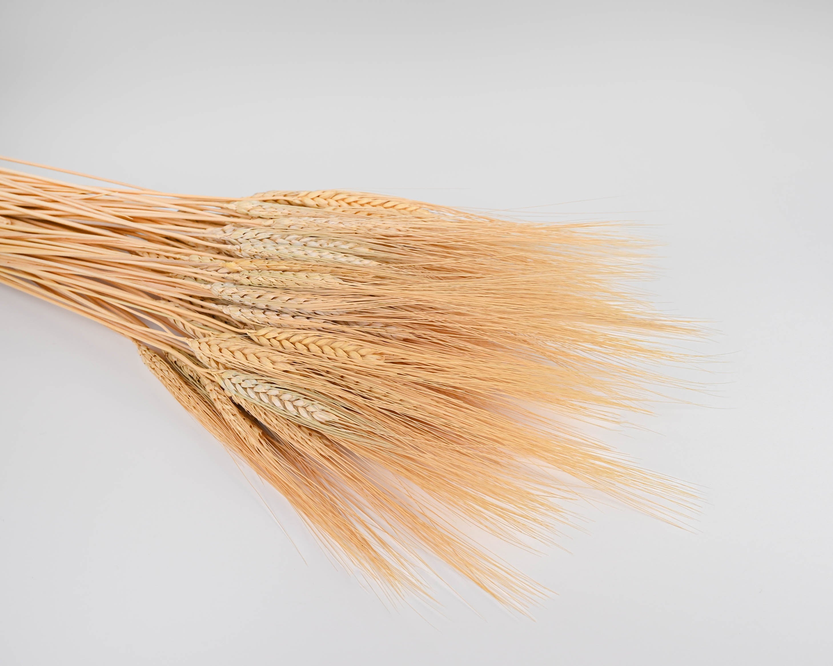 Triticum Wheat 8oz Bundles | 20 Bunches | Color Options Available