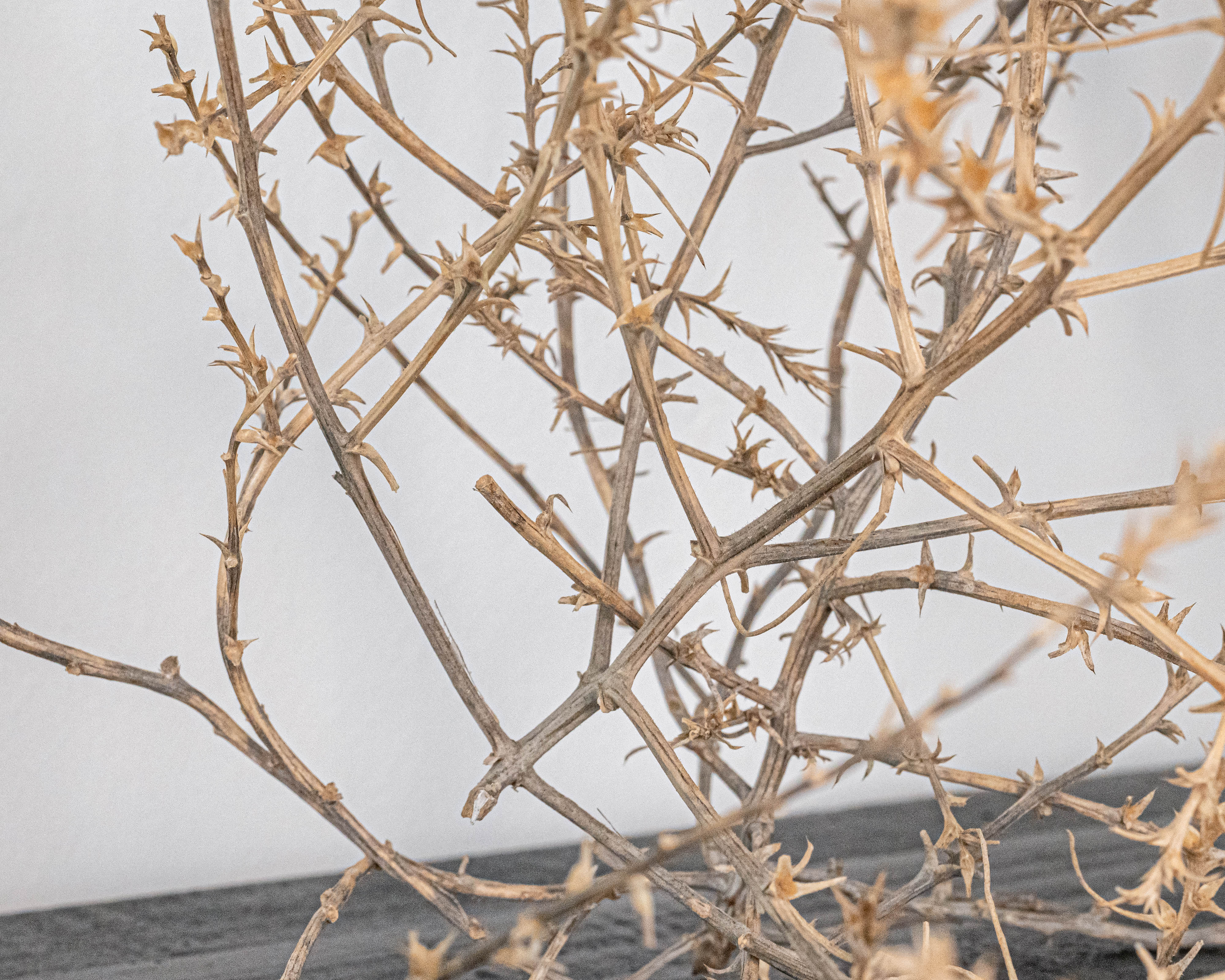 Large Country Tumbleweed | Natural