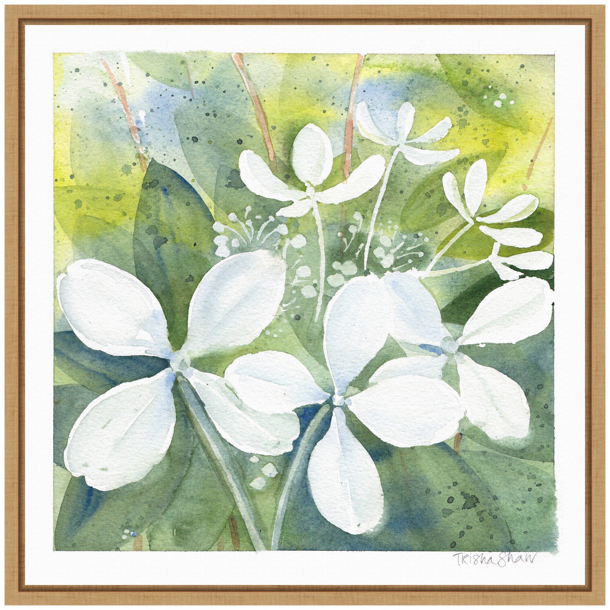 Sylvie White Phantom Hydrangea in Greens Framed Canvas by Patricia Shaw