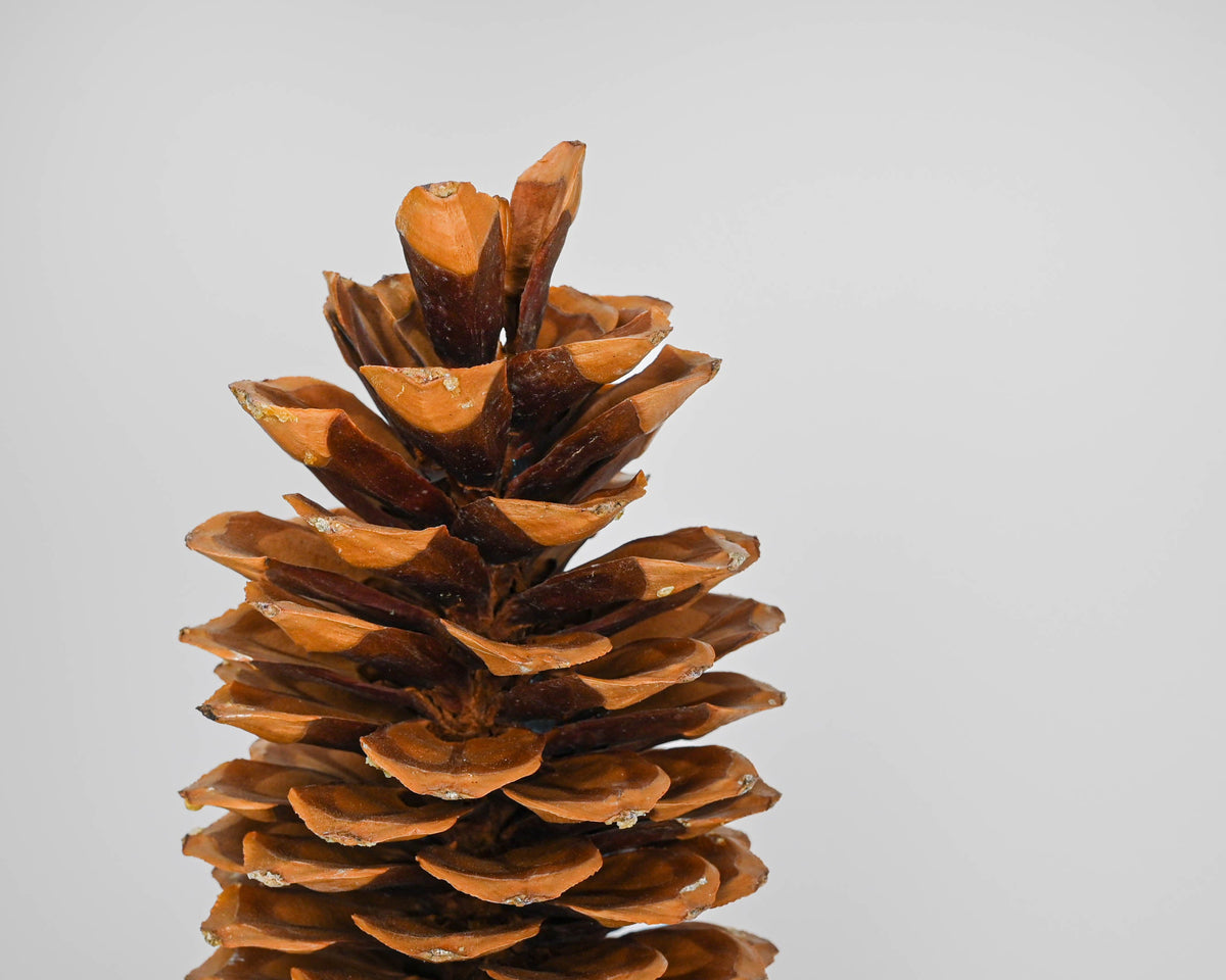Sugar Pine Cones - Very Large Pine Cones | 30 Pine Cones | Natural Brown