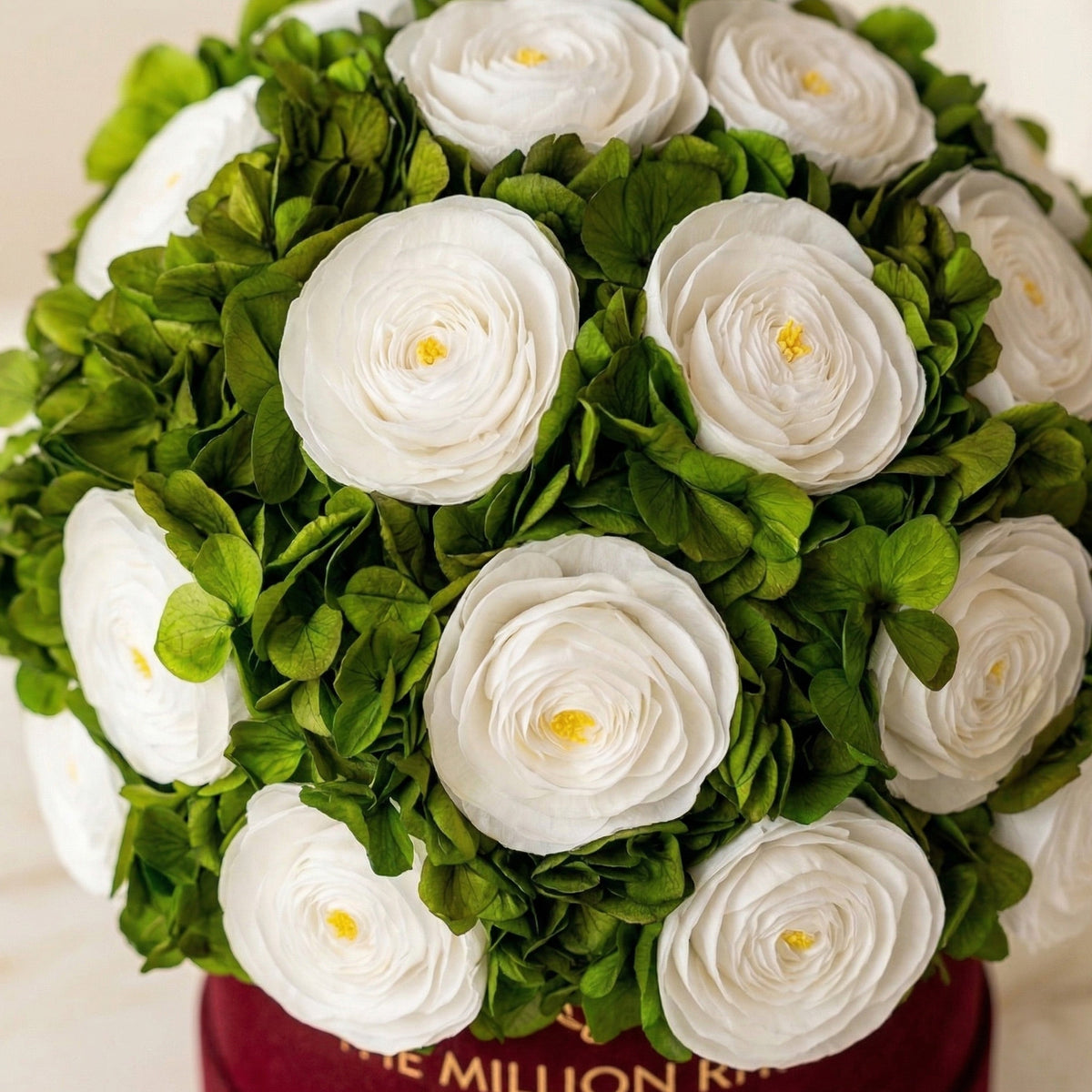 Classic Bordeaux Suede Box | White Persian Buttercups & Green Hydrangeas