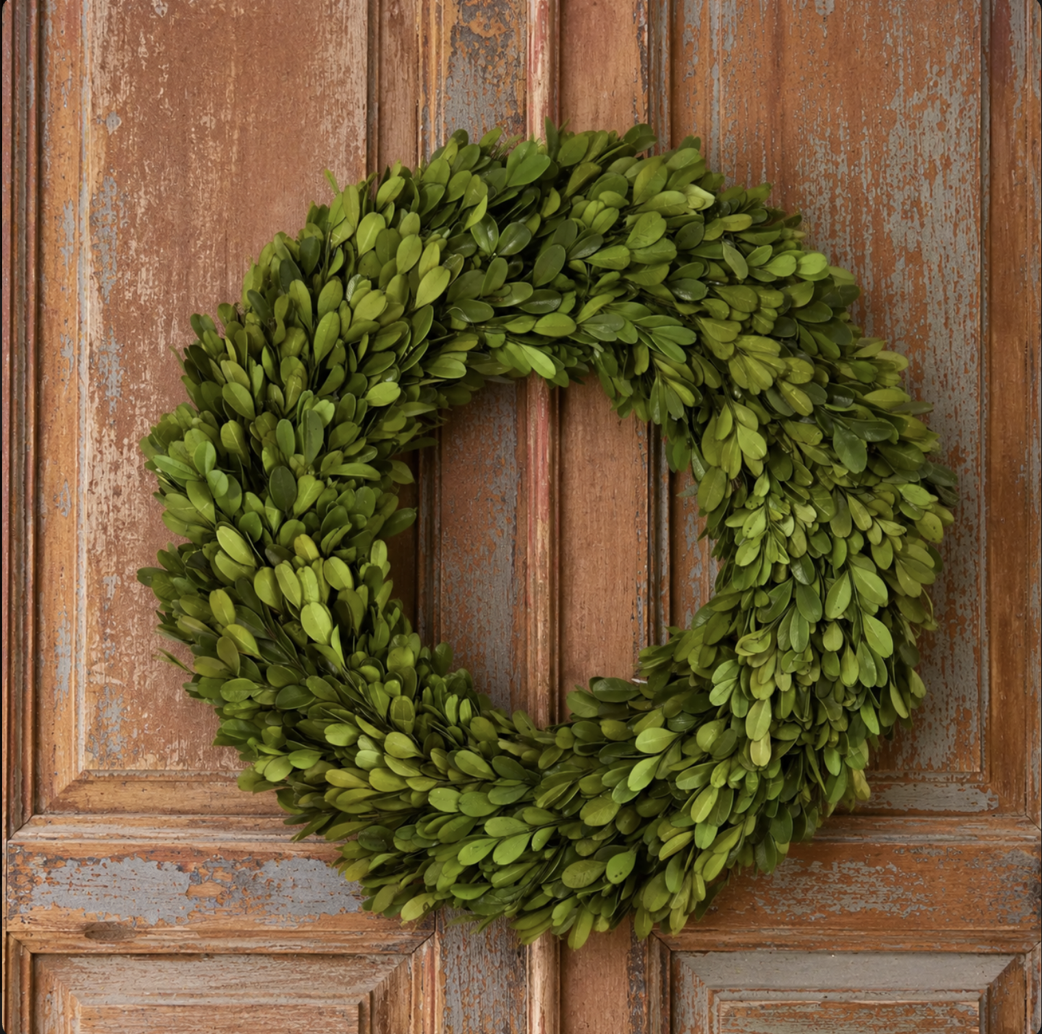 14” Preserved Boxwood Wreath
