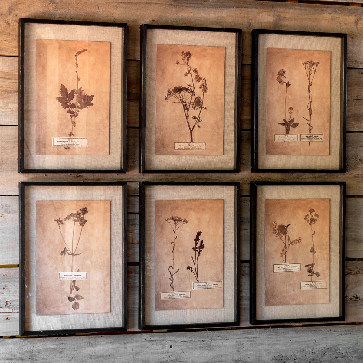 Pressed Botanical Prints - - Set of 6