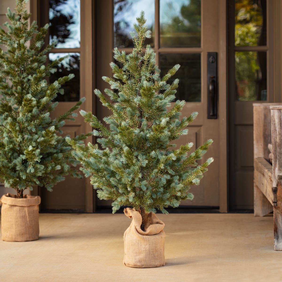 Colorado Blue Spruce - Medium