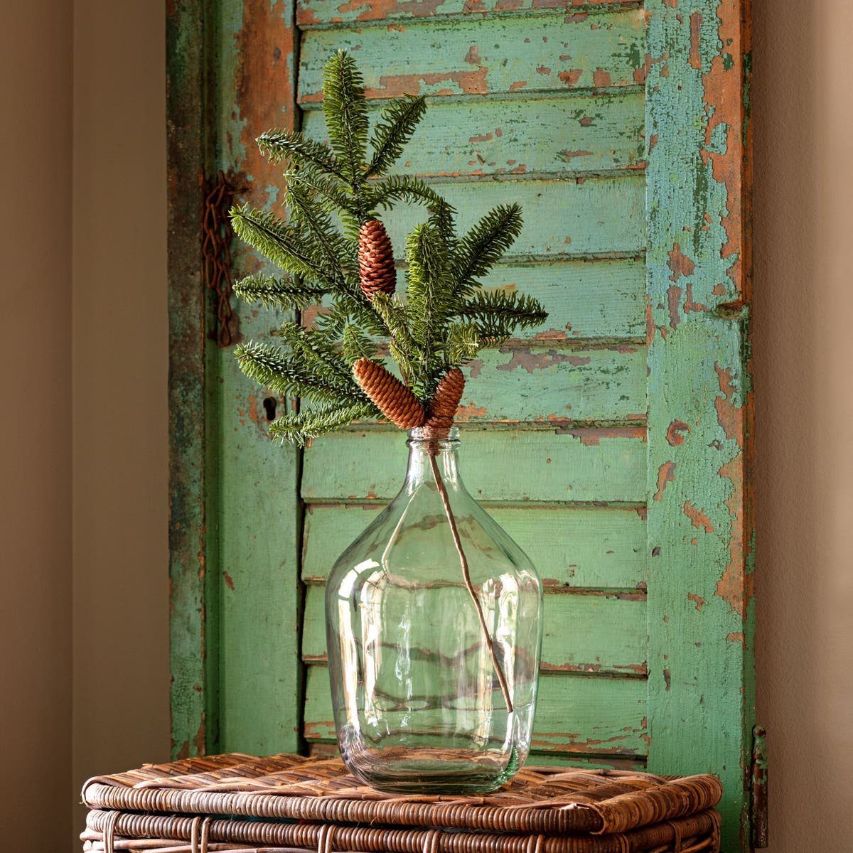 Balsam Fir Stem