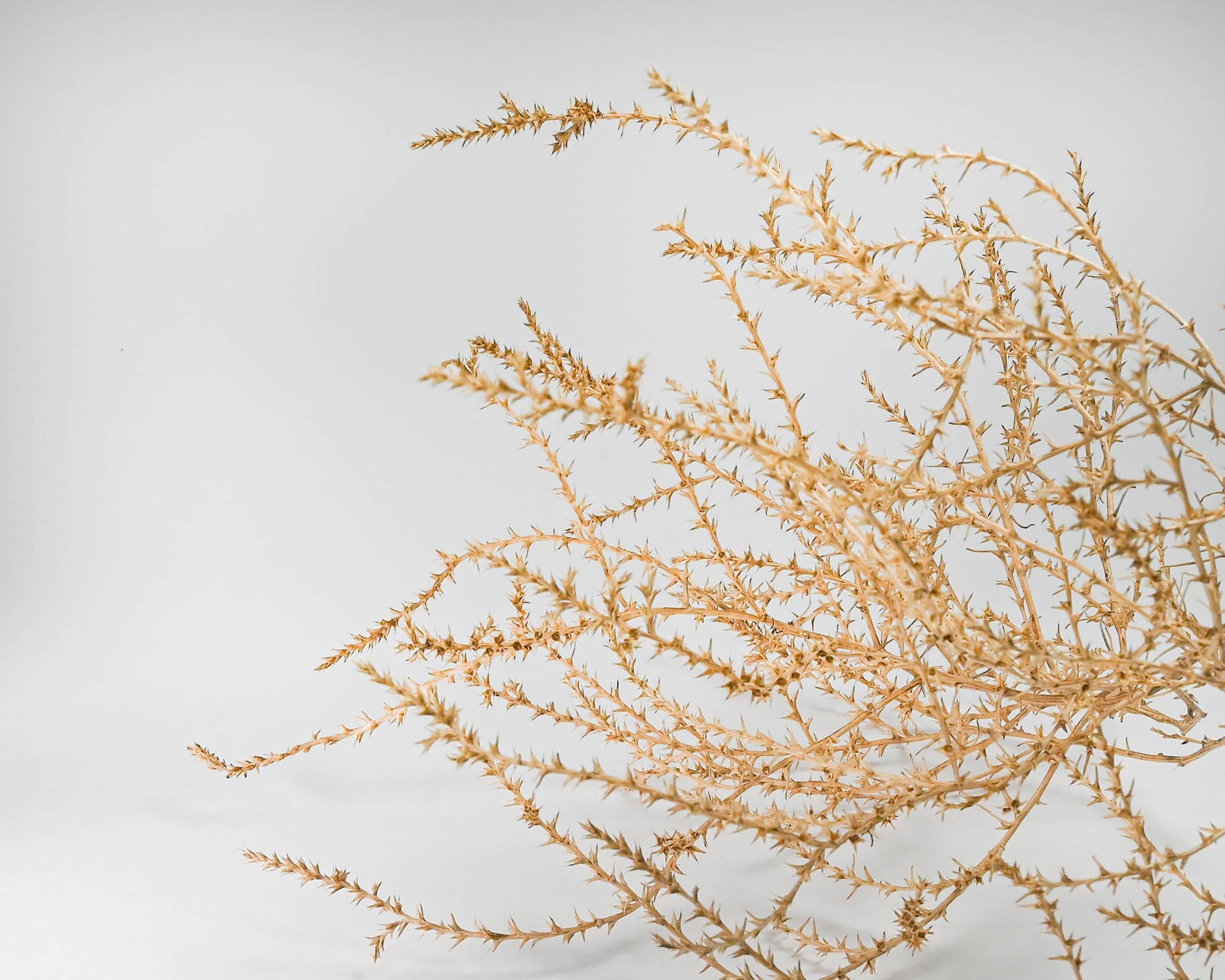 Large Country Tumbleweed | Natural
