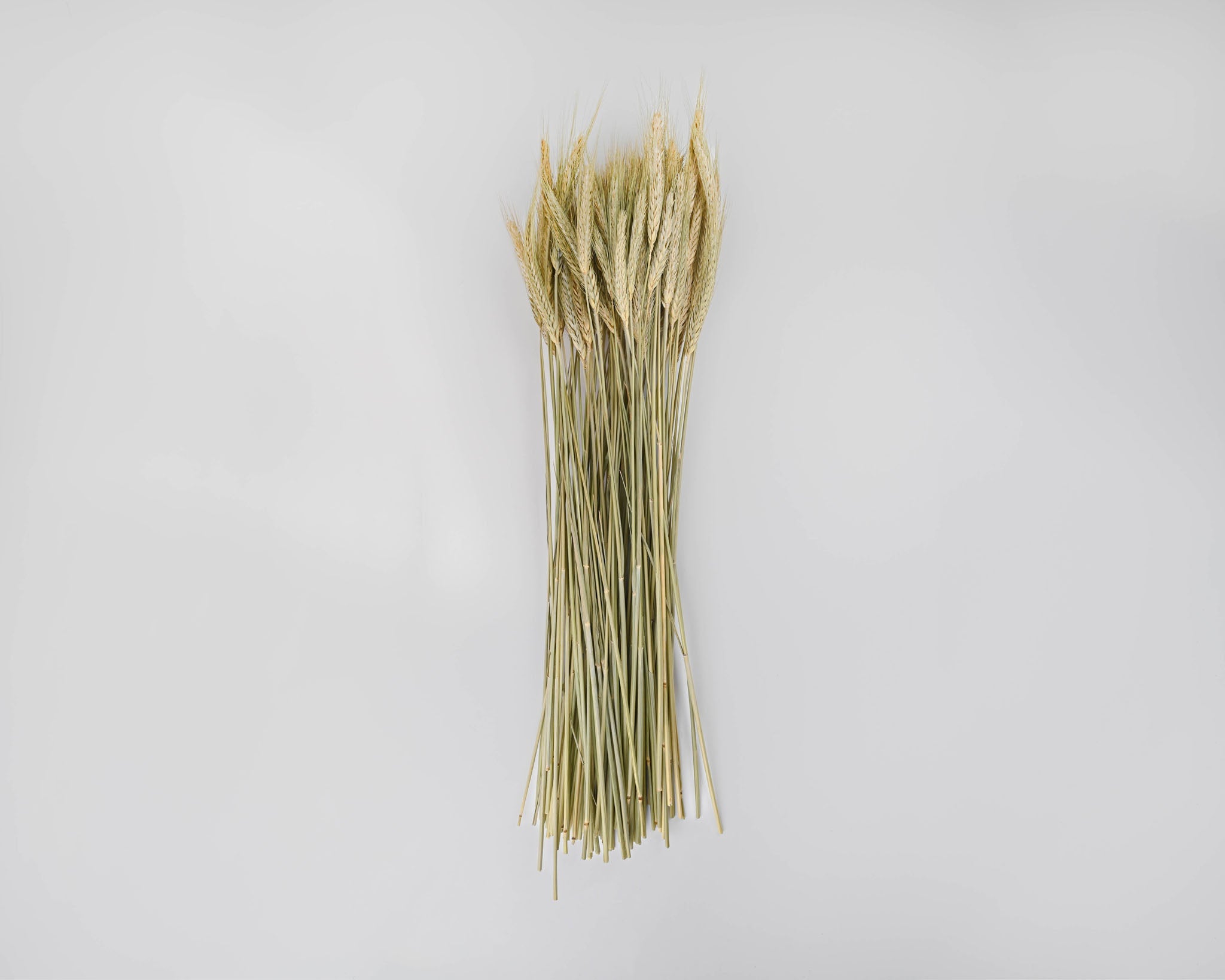 Green Bearded Wheat Bundle | 20 Bunches | Green