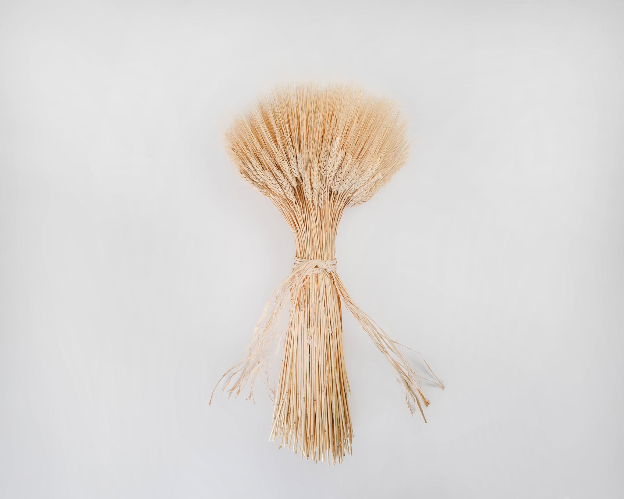 Extra Large Wheat Sheaves - 2LB Bunch | 8 Bunches | Blond Wheat