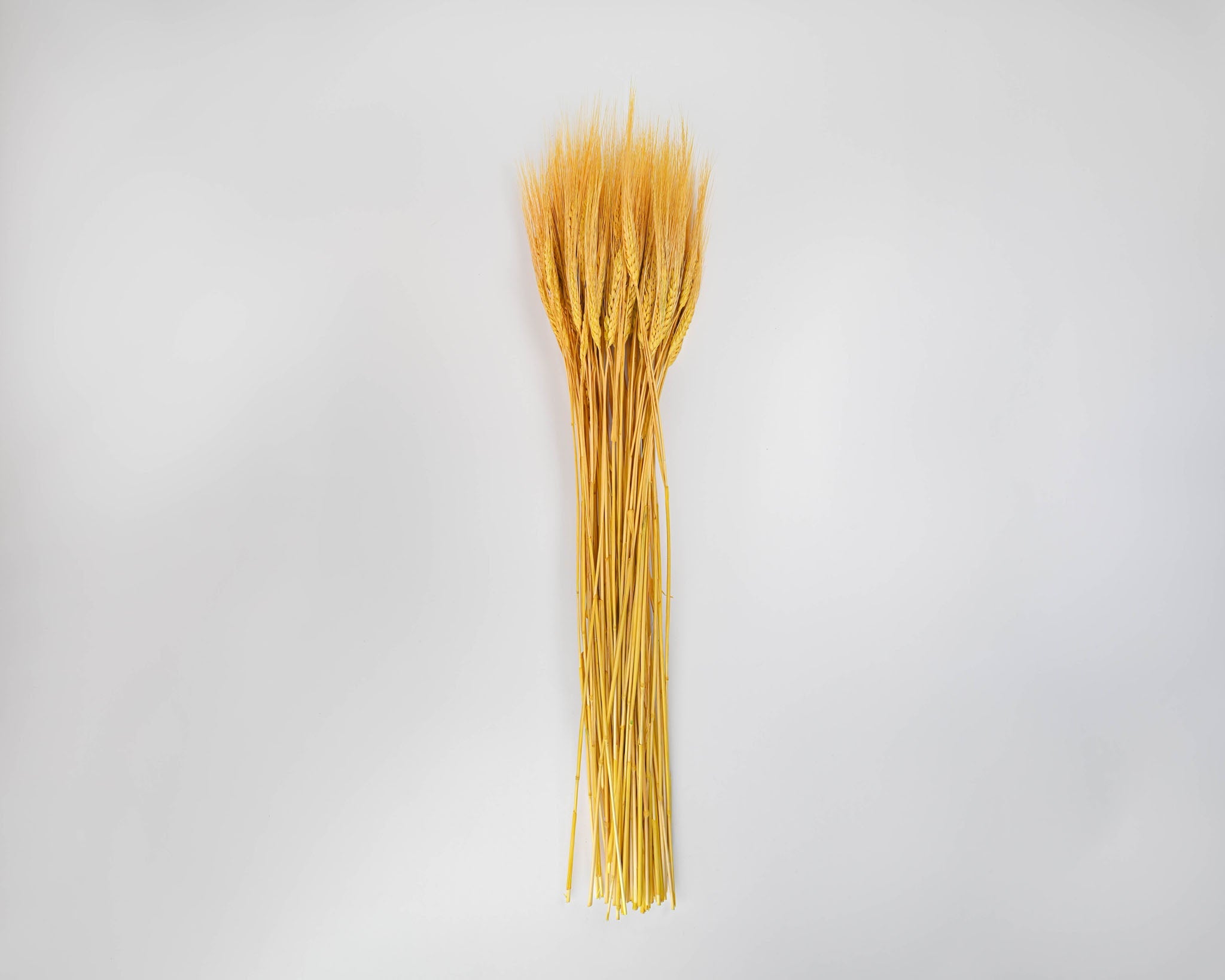 Dyed Wheat Stocks | 20 Bunches | Color Options Available