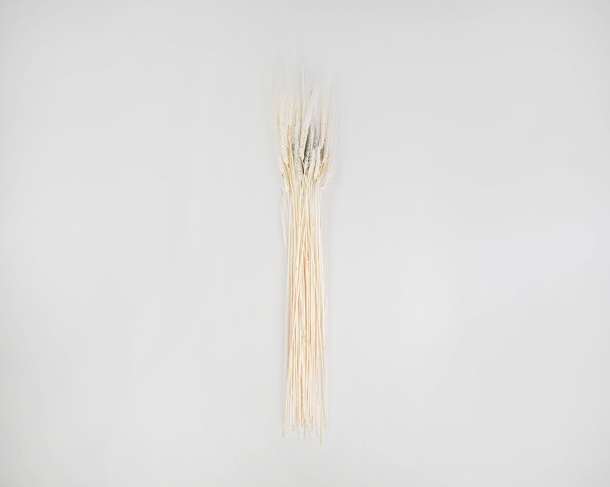 Triticum Bleached Wheat | 20 Bunches | Bleached