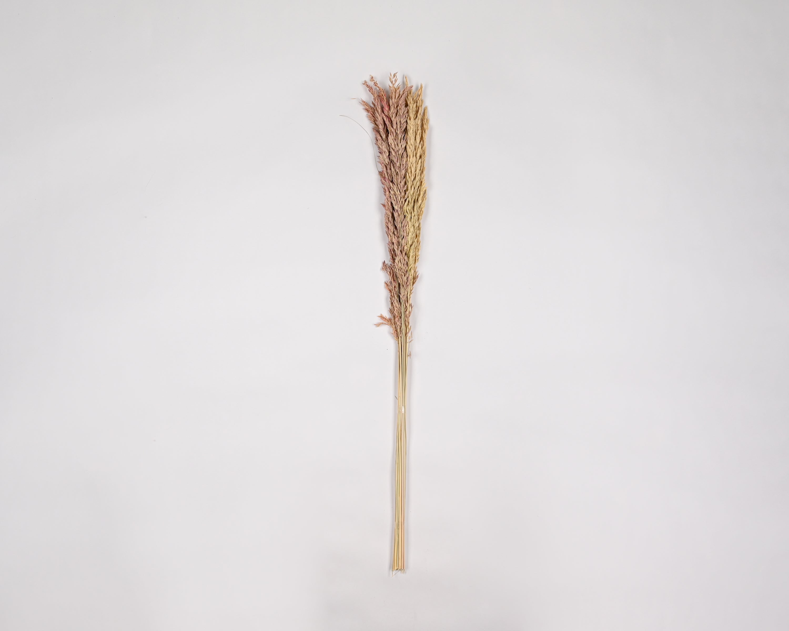 Dried Wild Oats - Decorative | 18 Bunches | Natural