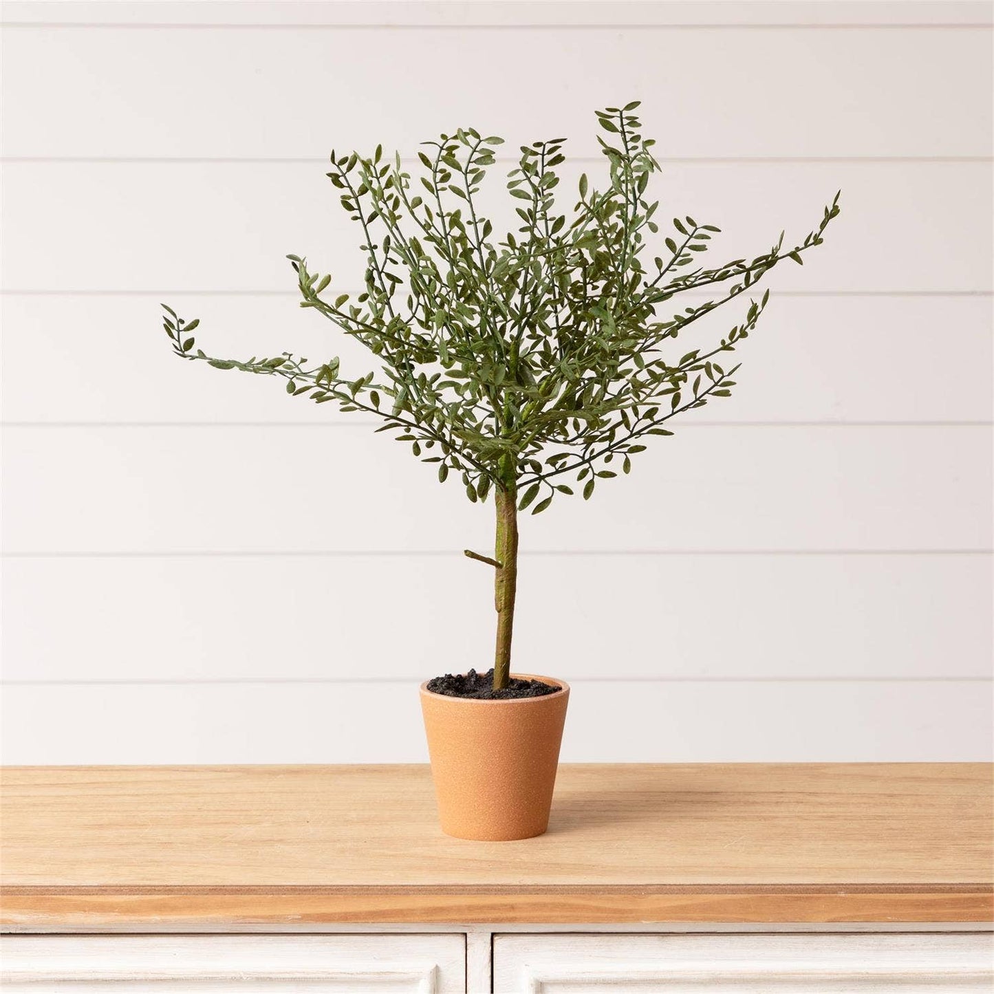 Potted Thyme Topiary