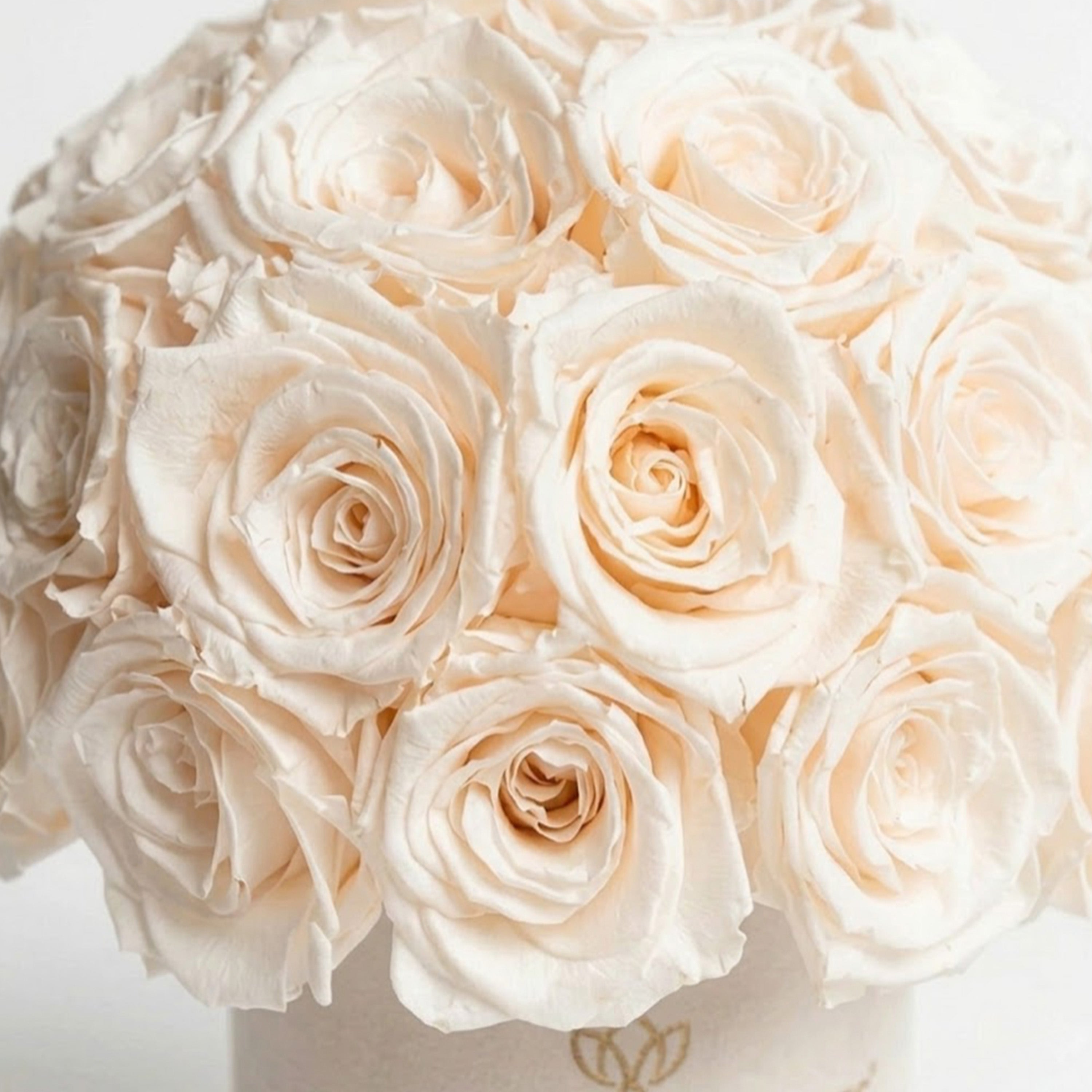 Essence Beige Suede Superdome Box | White Roses