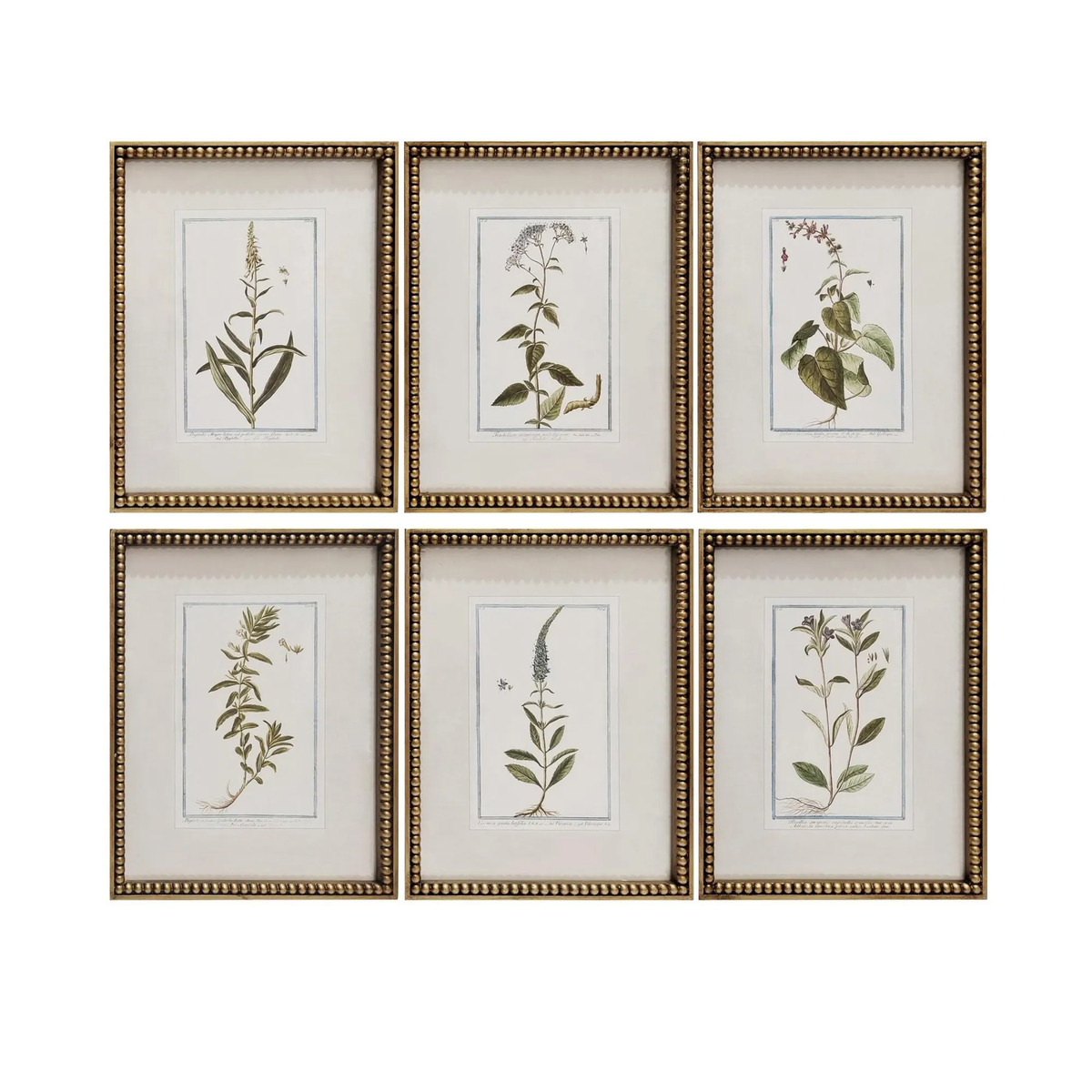 Botanique Framed Print Collection - Set of 6