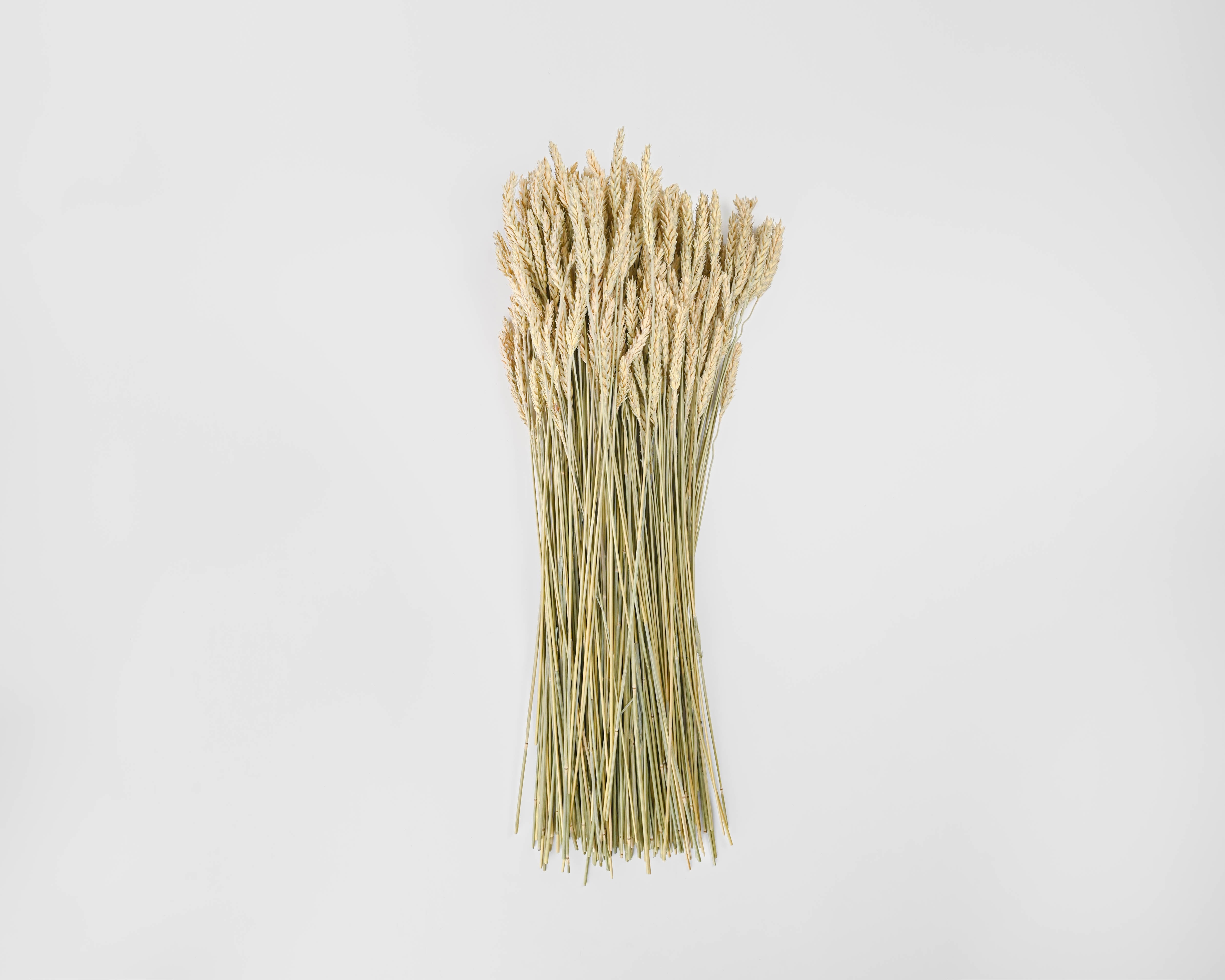 Beardless Wheat Bundle | 20 Bunches | Natural