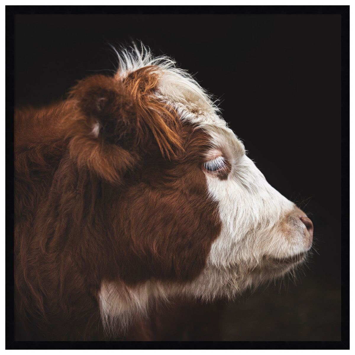 Cow Profile by Emiko and Mark Franzen F2 Images Framed Wall Art Print