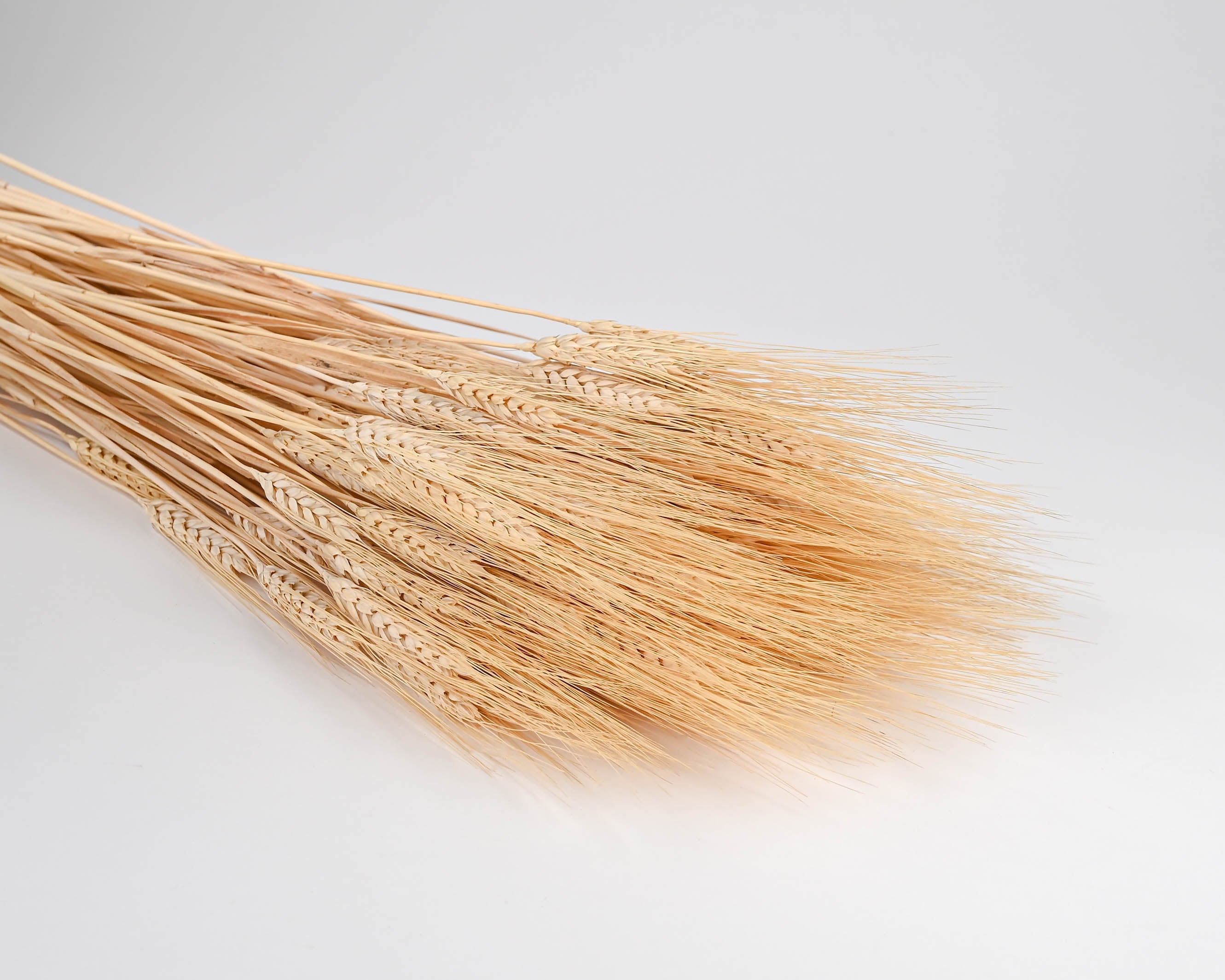 Dried Wheat | 8 oz Bunches | Blonde