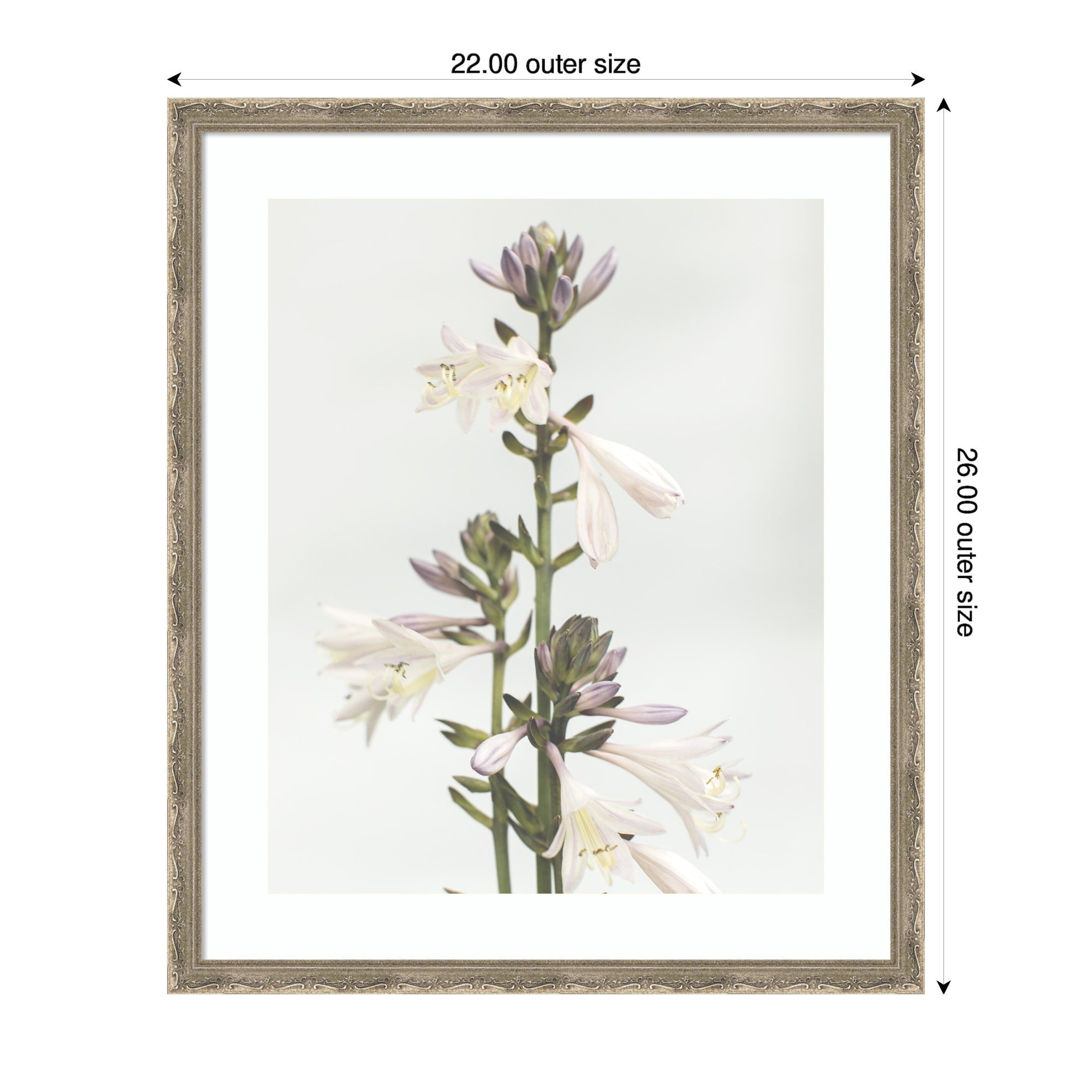Framed Art Hosta by Alicia Abla
