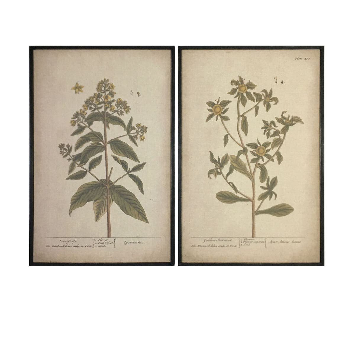 Grand Botanical Prints - Set of 2