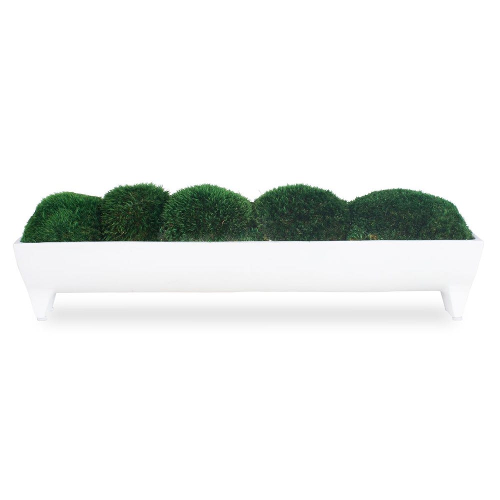 Verdant Moss Centerpiece in White