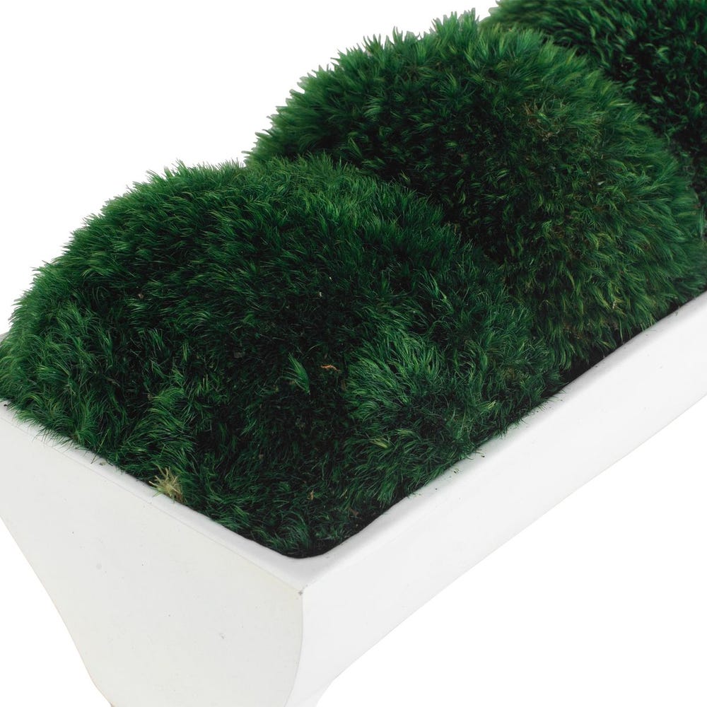 Verdant Moss Centerpiece in White