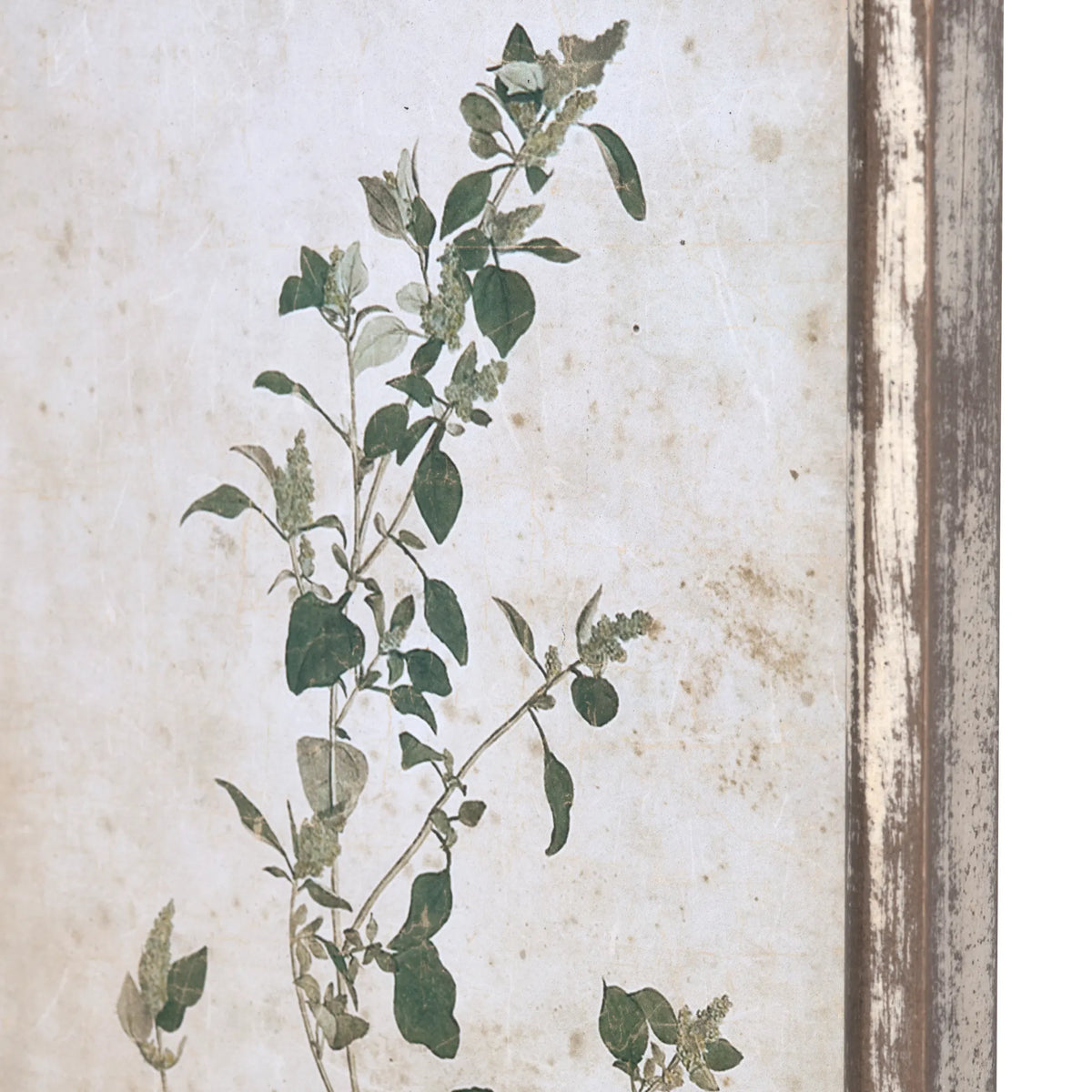 Old Olive Farm Print Collection, Set of 7