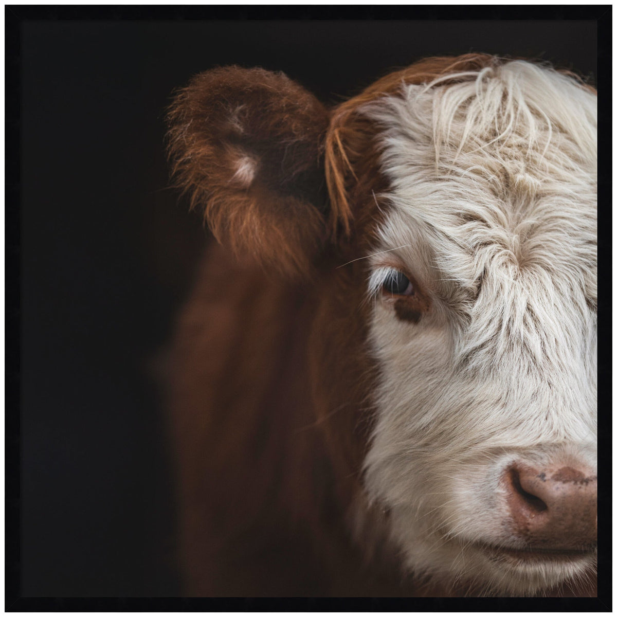Cow Close by Emiko and Mark Franzen F2 Images Framed Wall Art Print