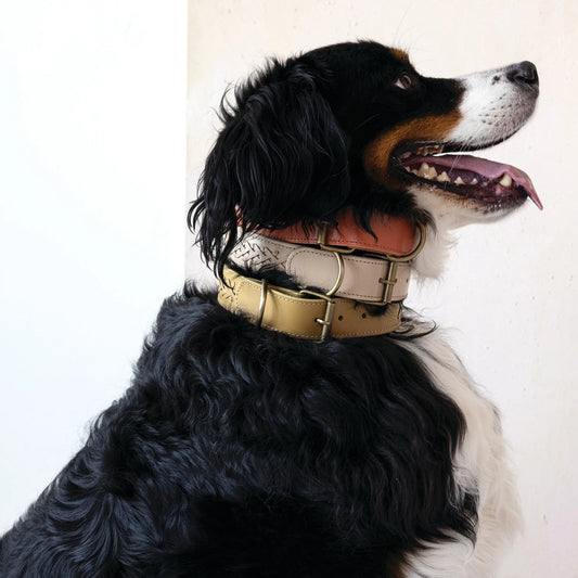 Dog Collar