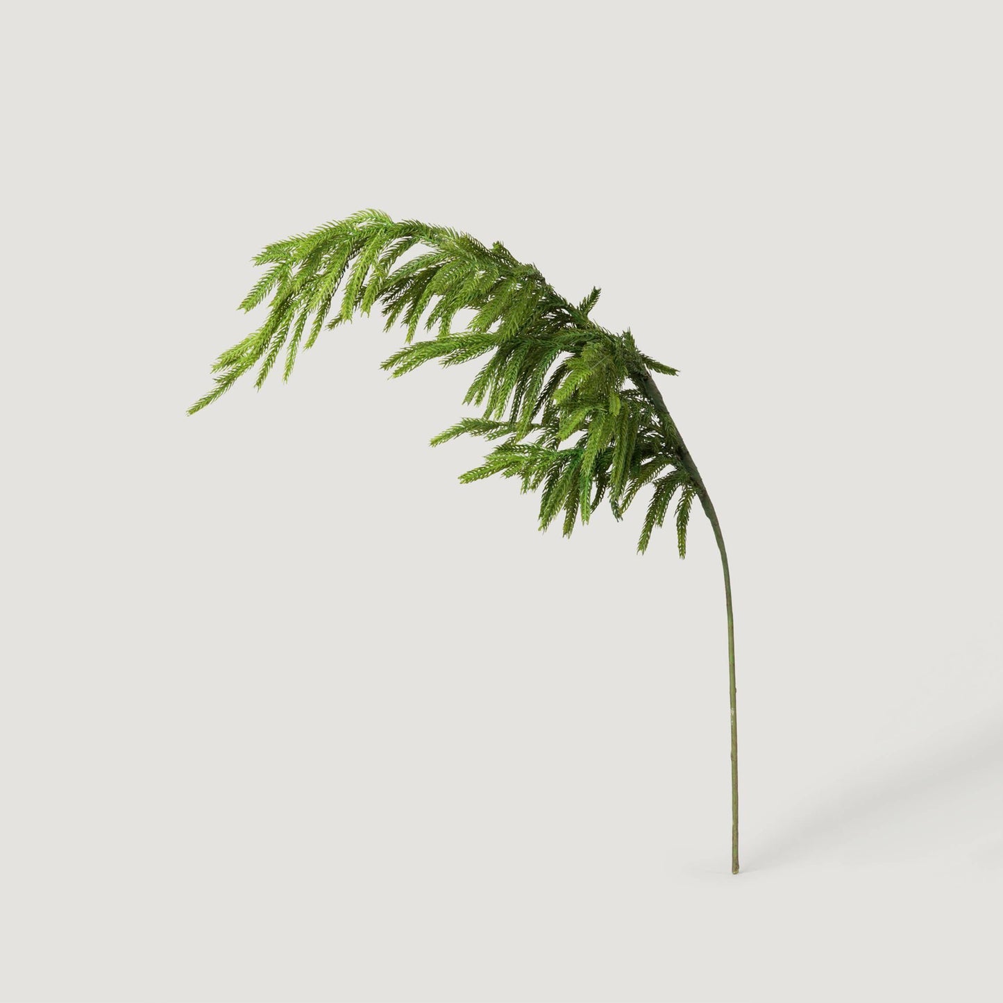 Norfolk Pine Branch