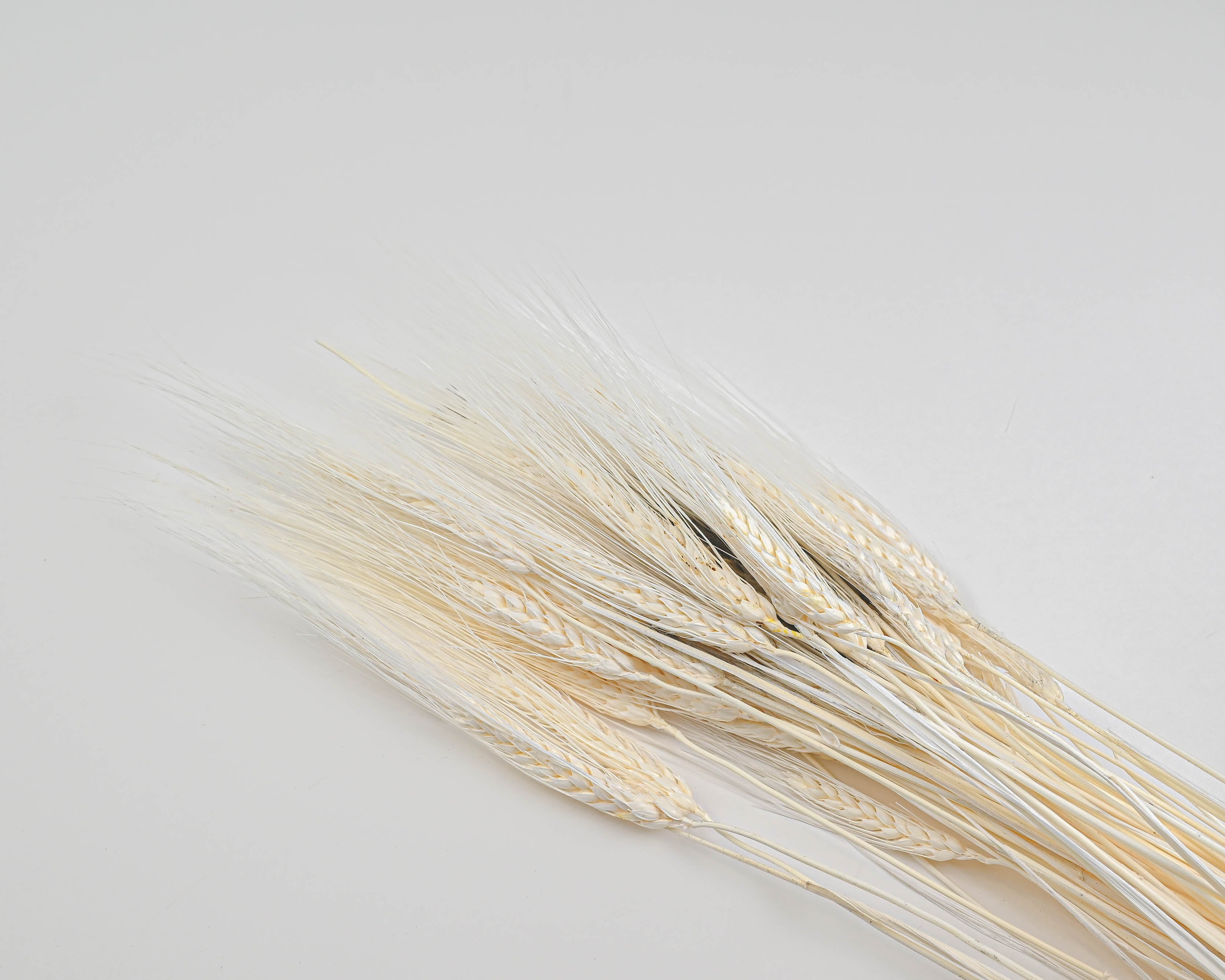 Triticum Bleached Wheat | 20 Bunches | Bleached