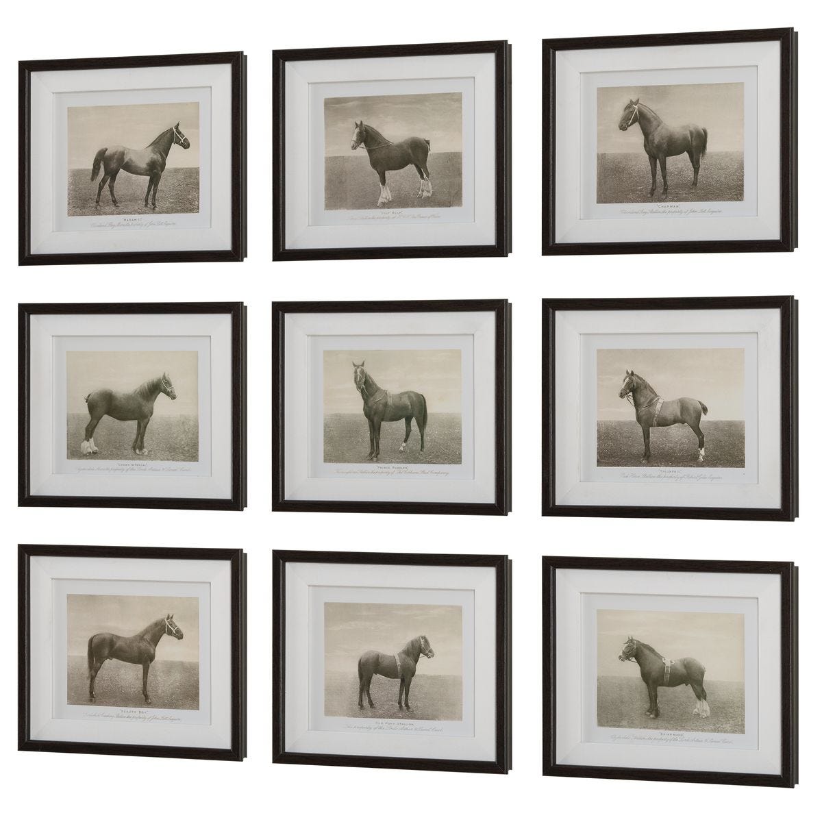 Equine Dynasty Framed Prints - Set of 9
