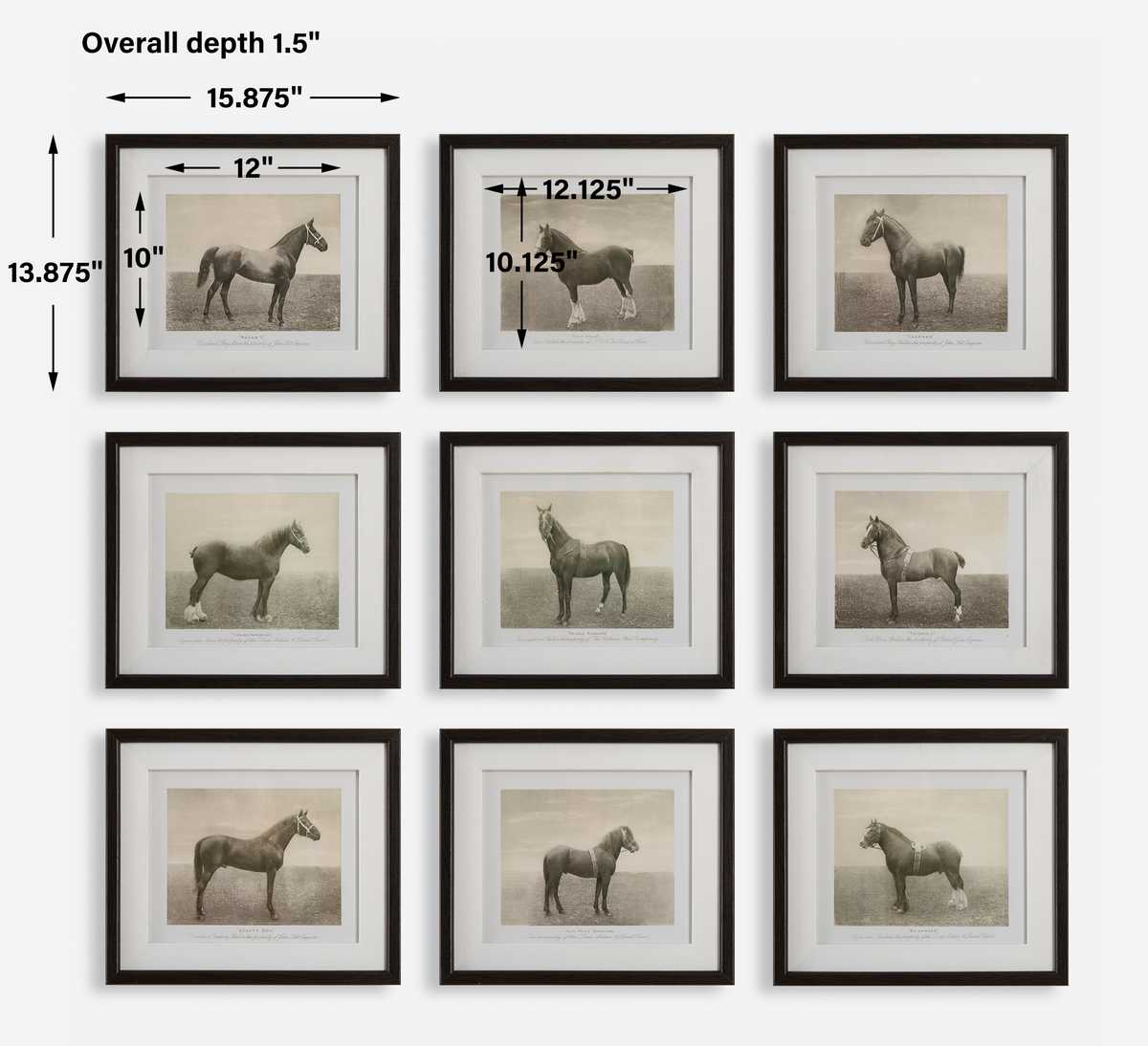Equine Dynasty Framed Prints - Set of 9