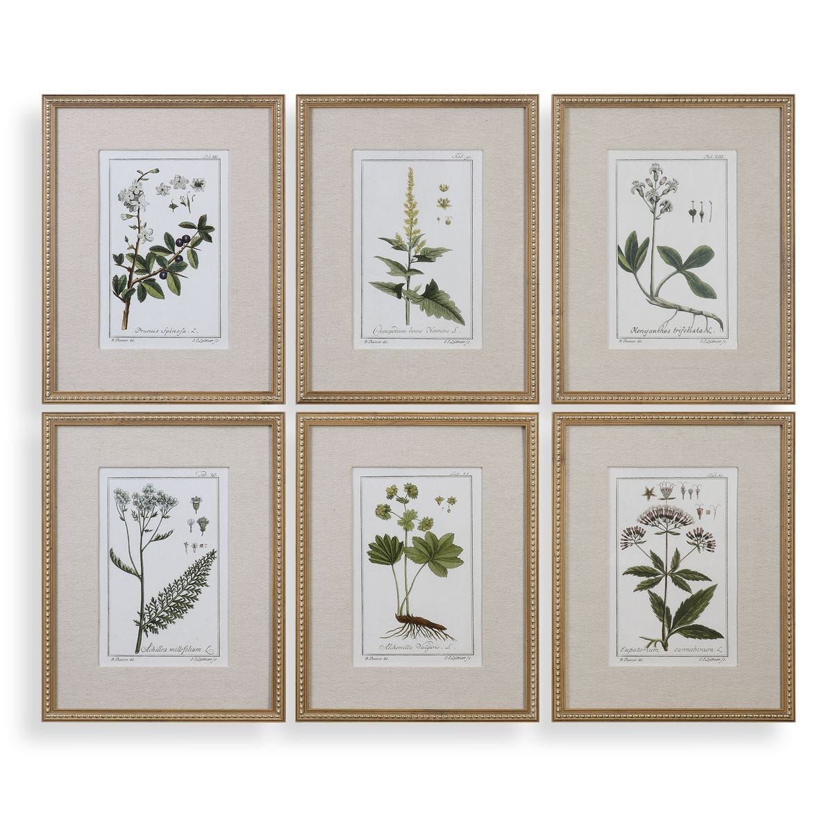 Green Floral Botanical Study Framed Prints - Set of 6