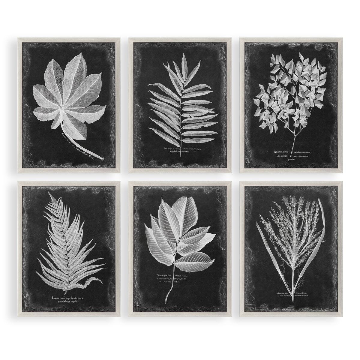 Foliage Framed Prints - Set of 6