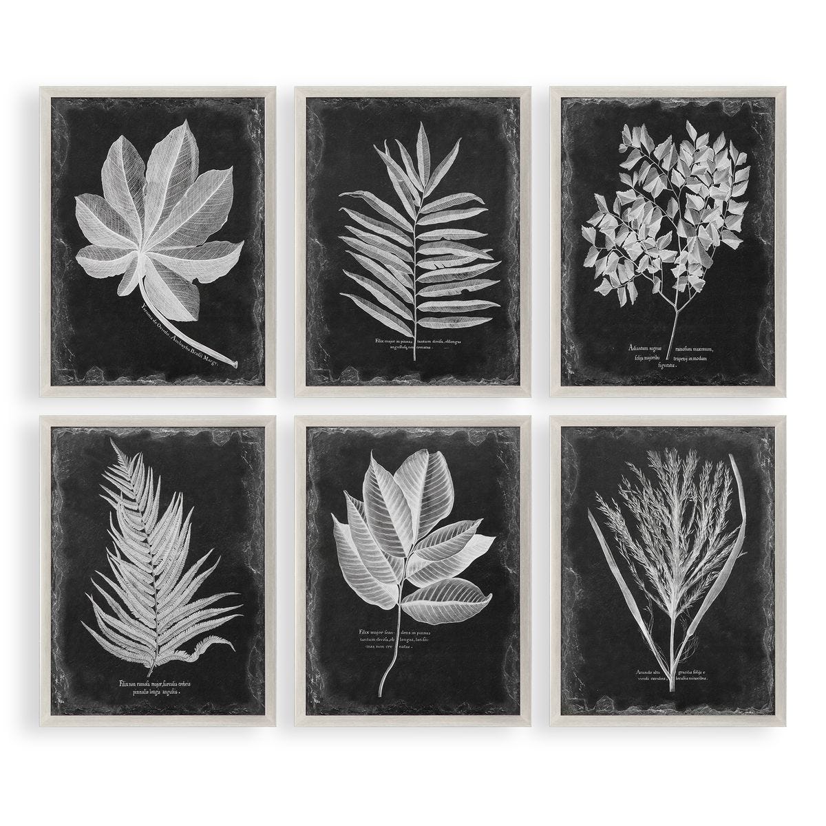 Foliage Framed Prints - Set of 6