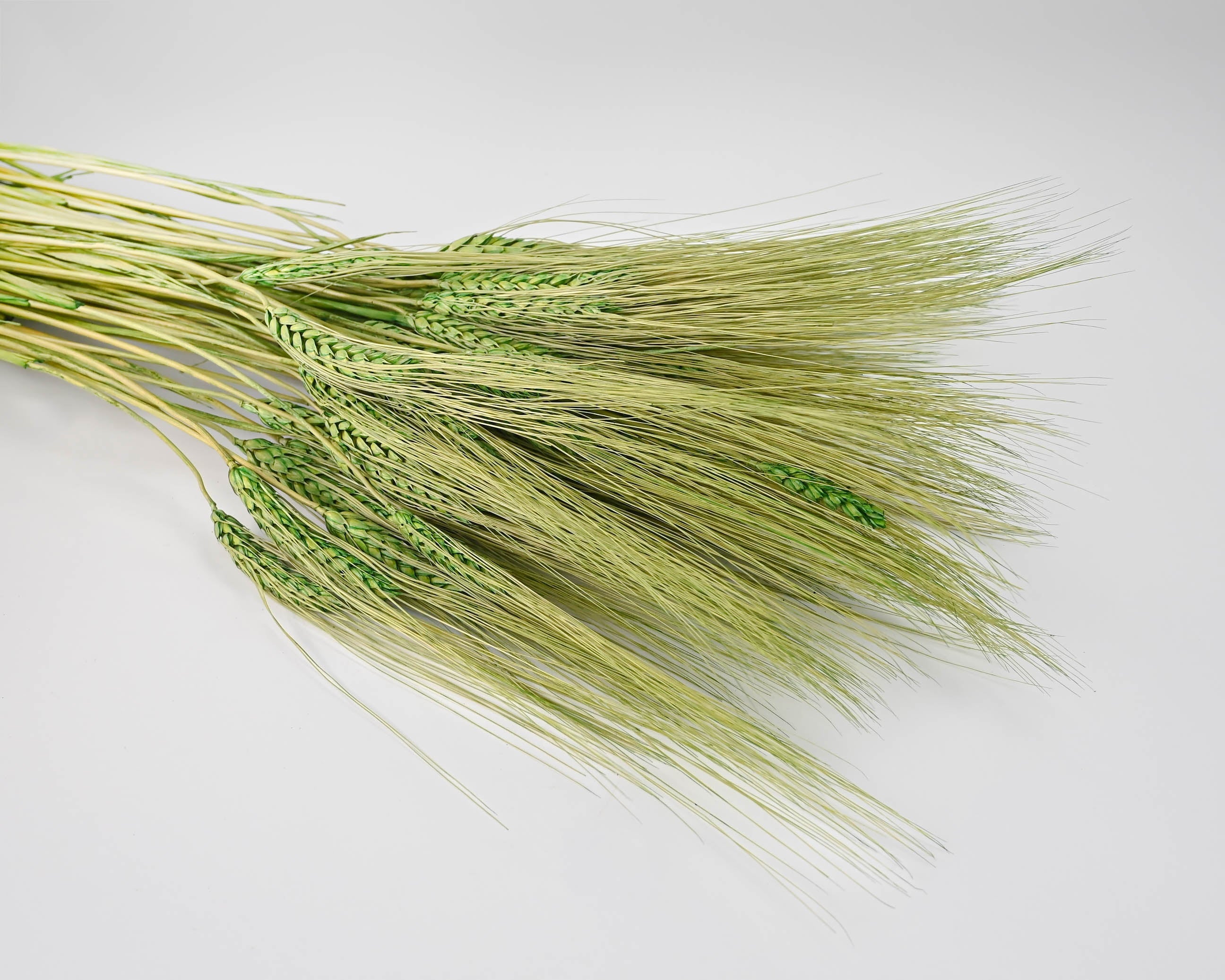 Dyed Wheat Stocks | 20 Bunches | Color Options Available