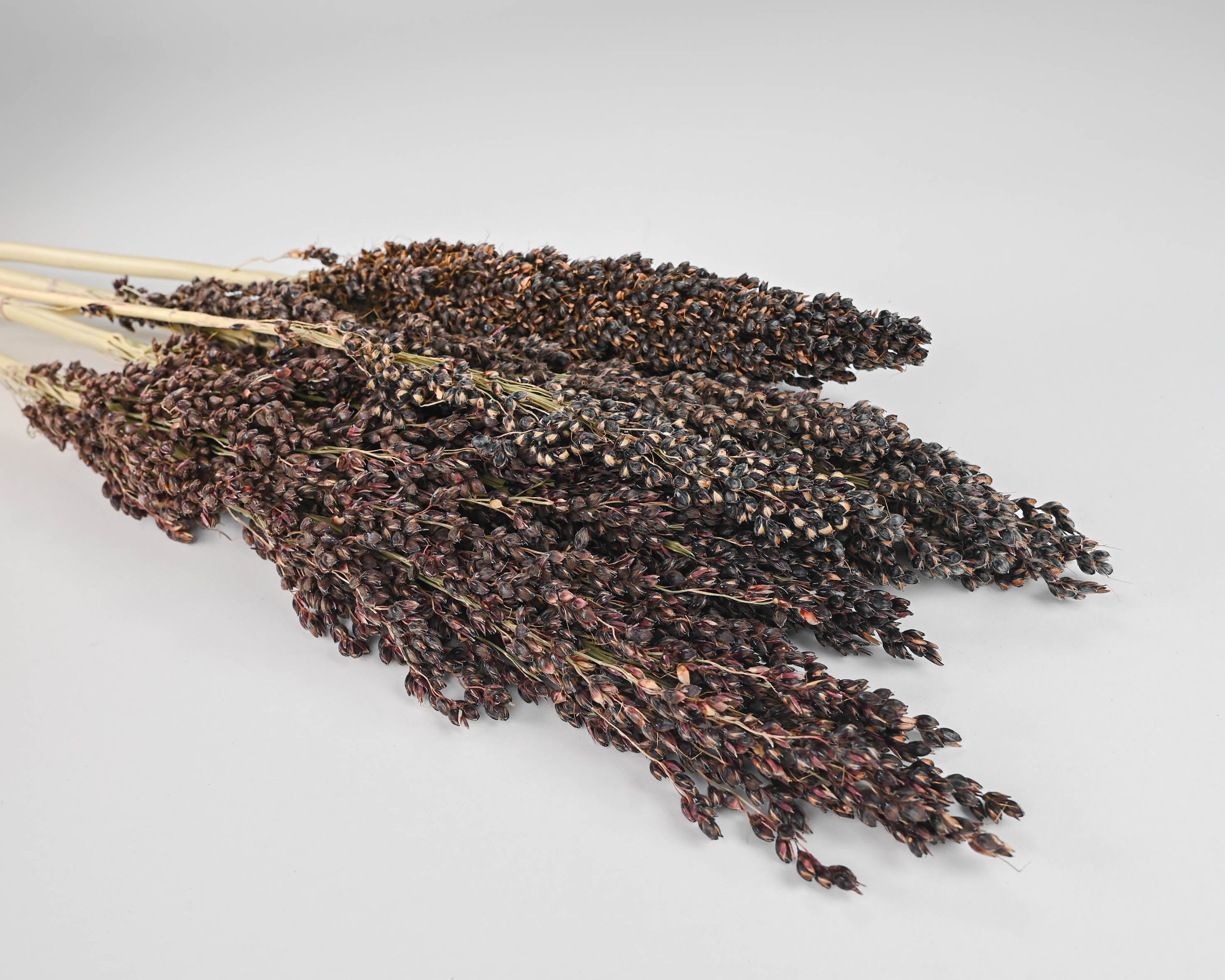 Dried Broom Corn - Decorative Black | 40 Bunches | Black