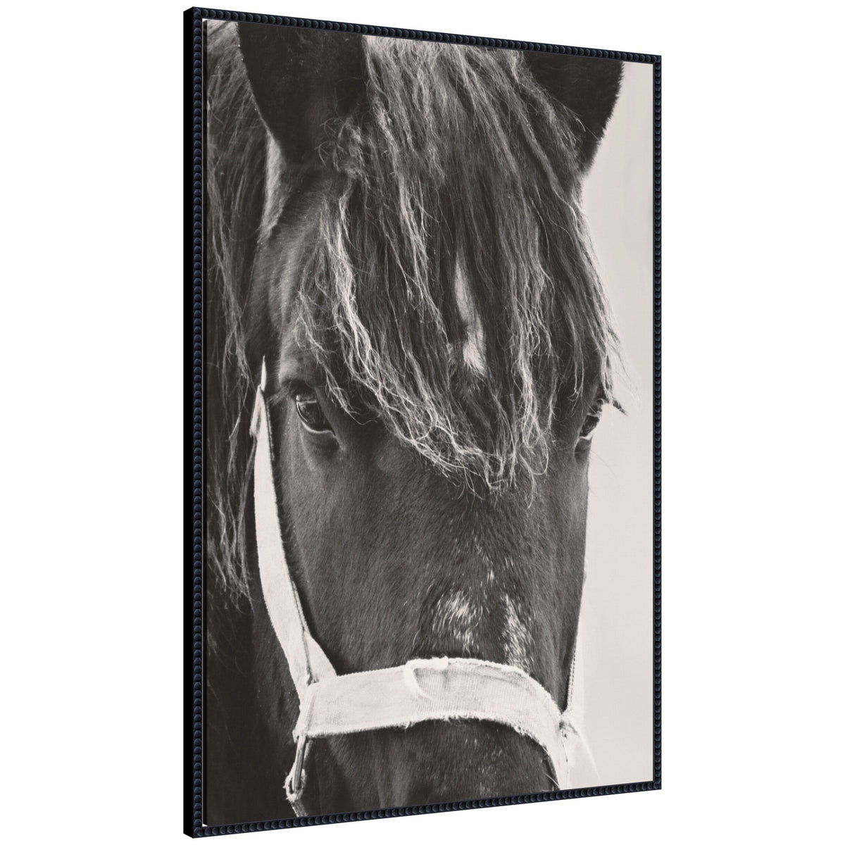 Black Horse by Emiko and Mark Franzen F2 Images Framed Canvas Wall Art Print