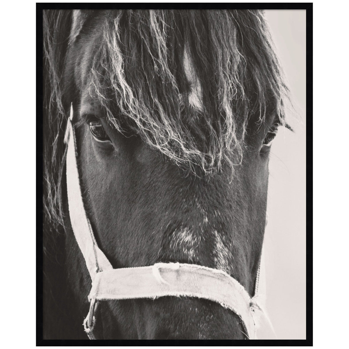 Black Horse by Emiko and Mark Franzen F2 Images Framed Wall Art Print