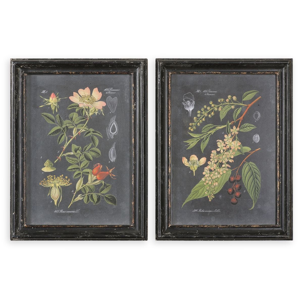 Midnight Botanicals Framed Prints - Set of 2