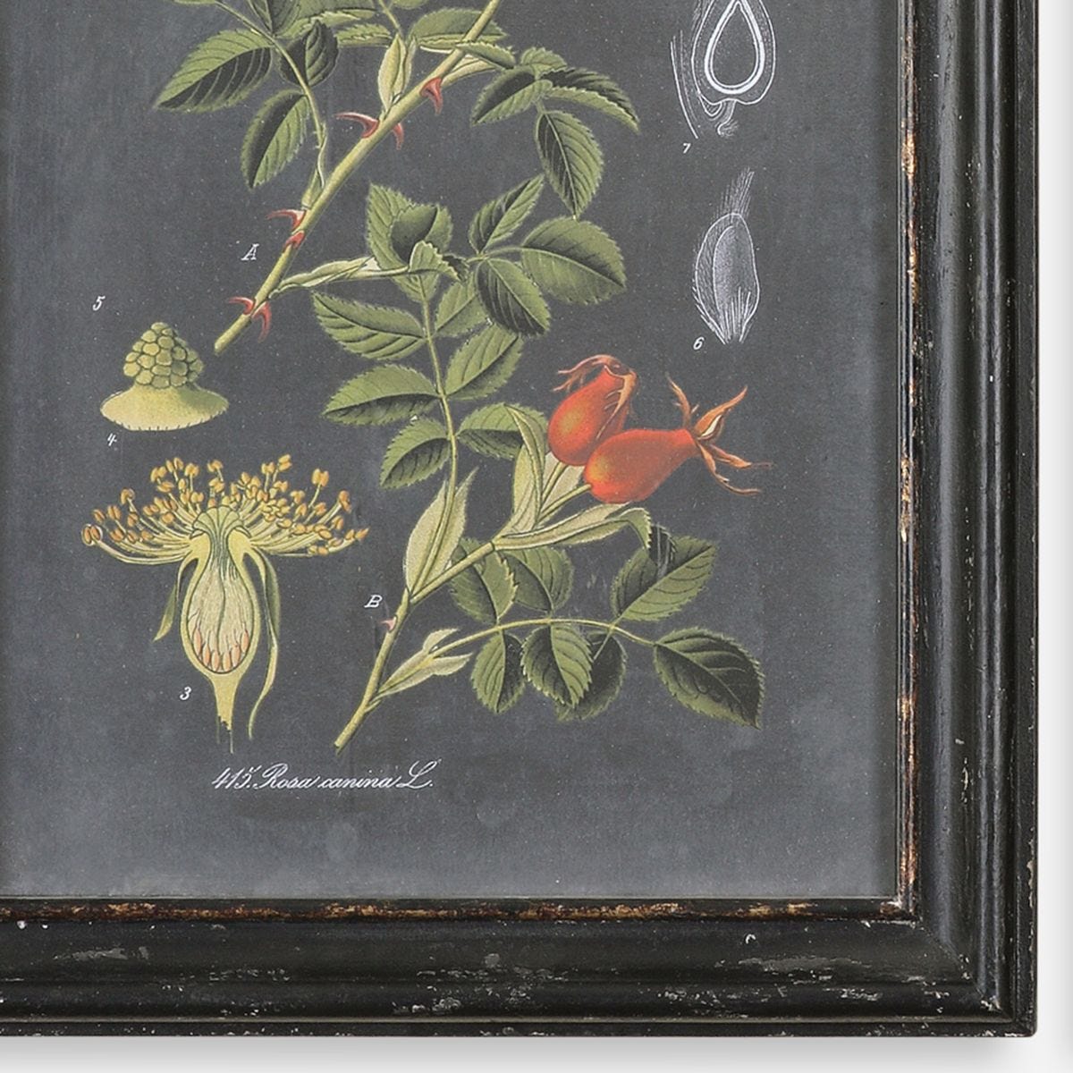 Midnight Botanicals Framed Prints - Set of 2