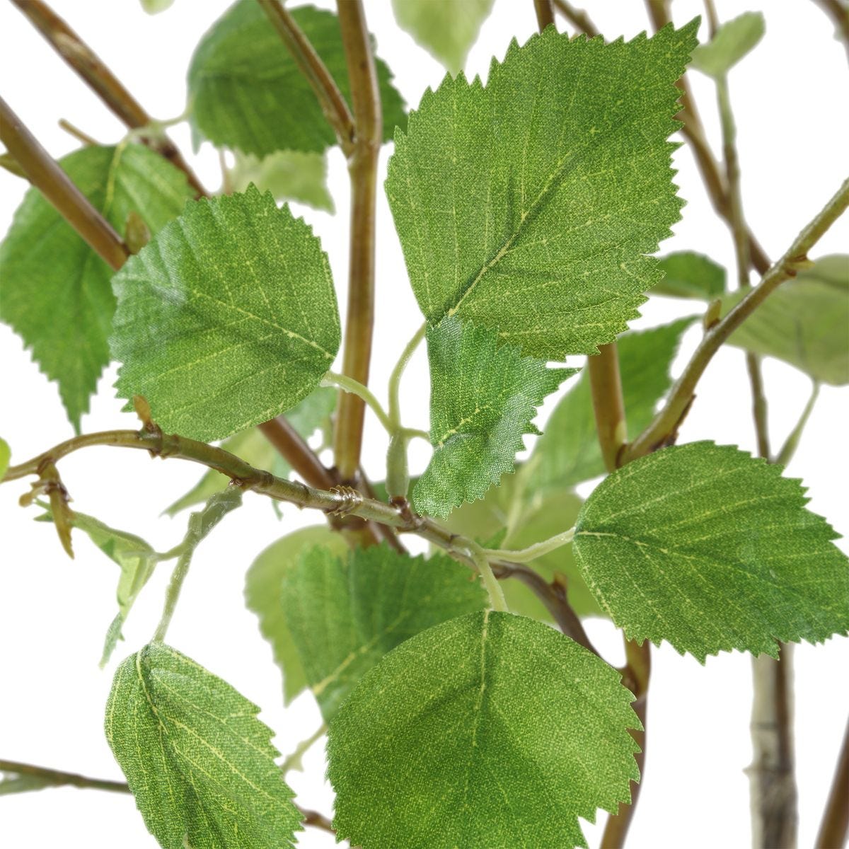 Nigra Birch Centerpiece