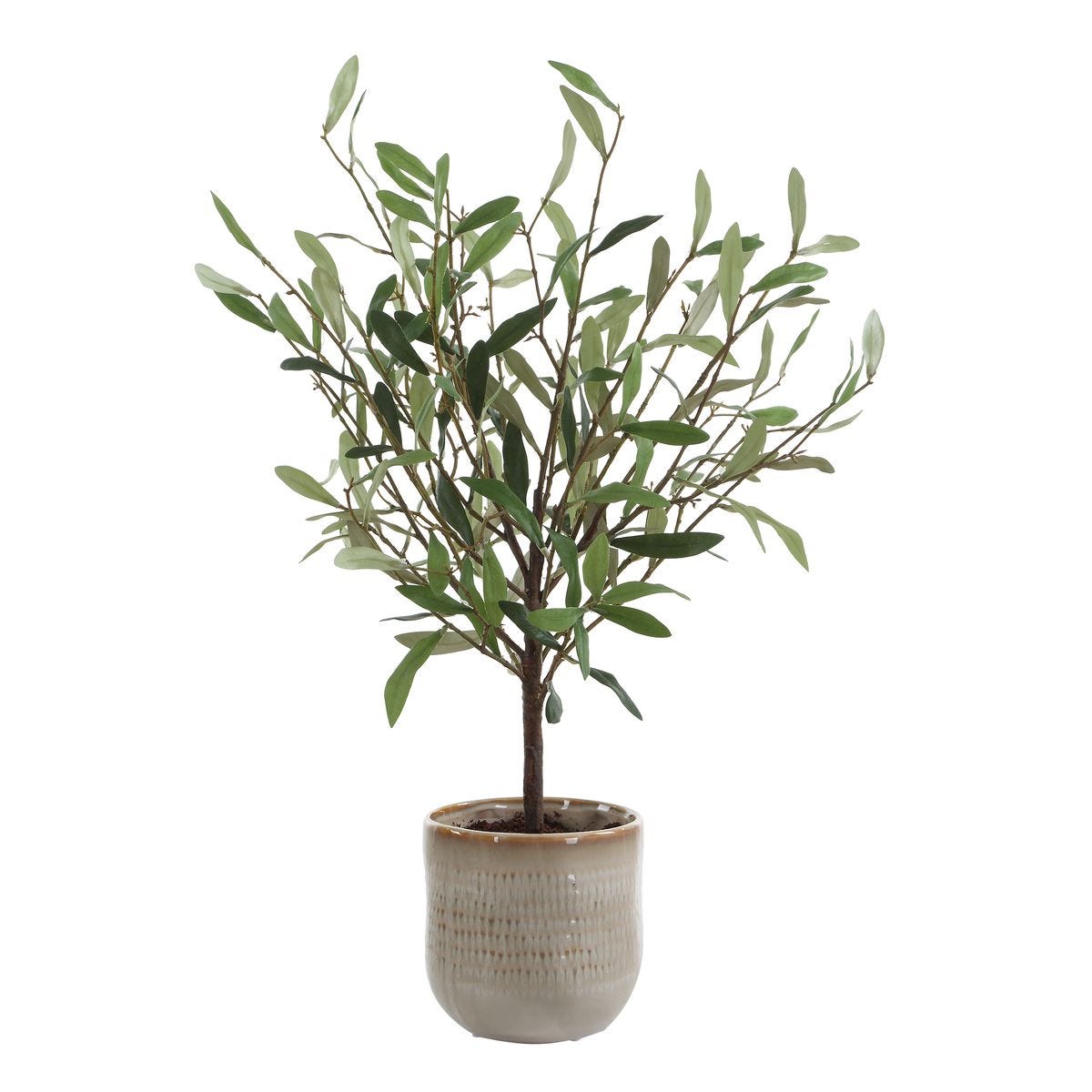 Solea Olive Accent
