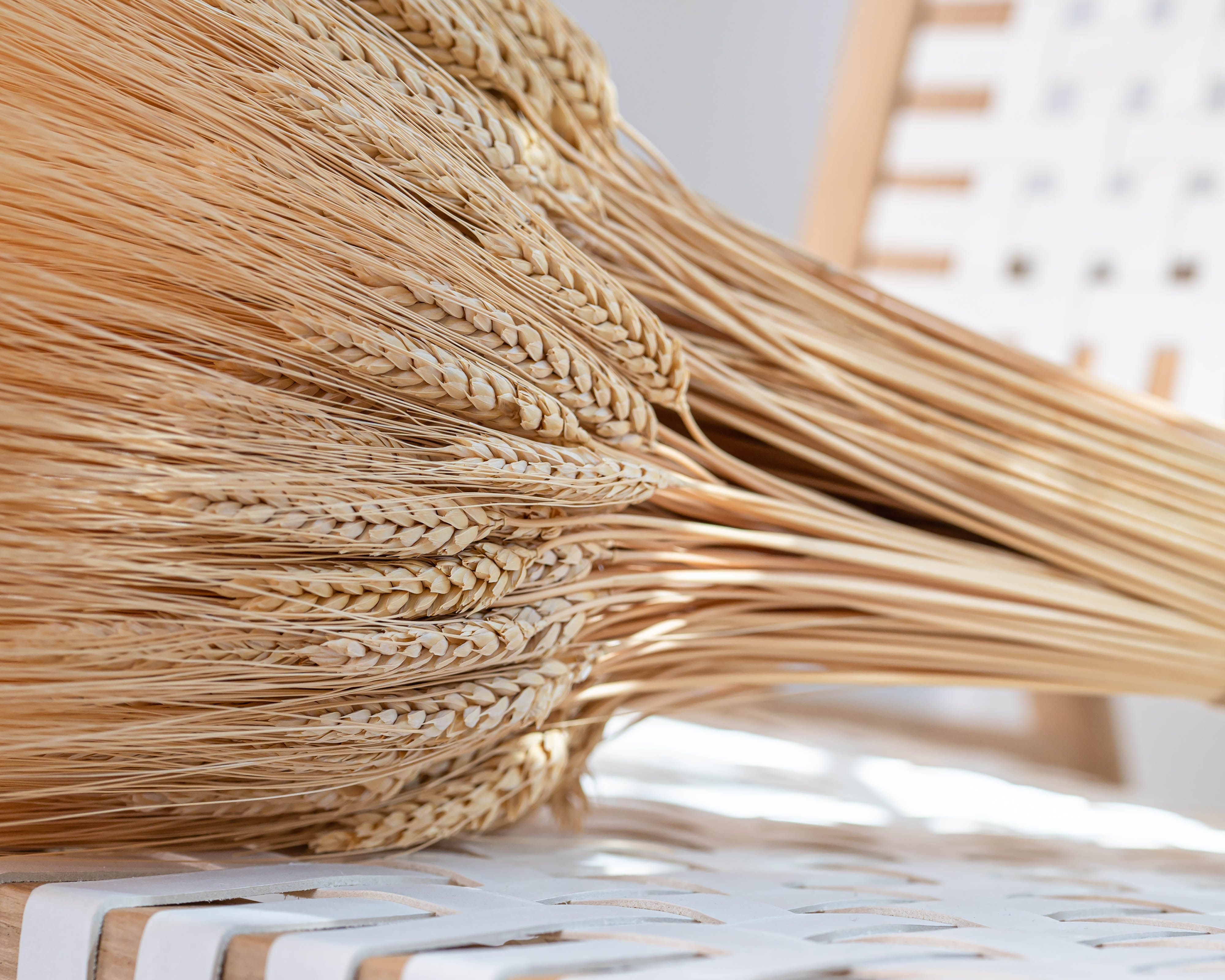 Extra Large Wheat Sheaves - 2LB Bunch | 8 Bunches | Blond Wheat